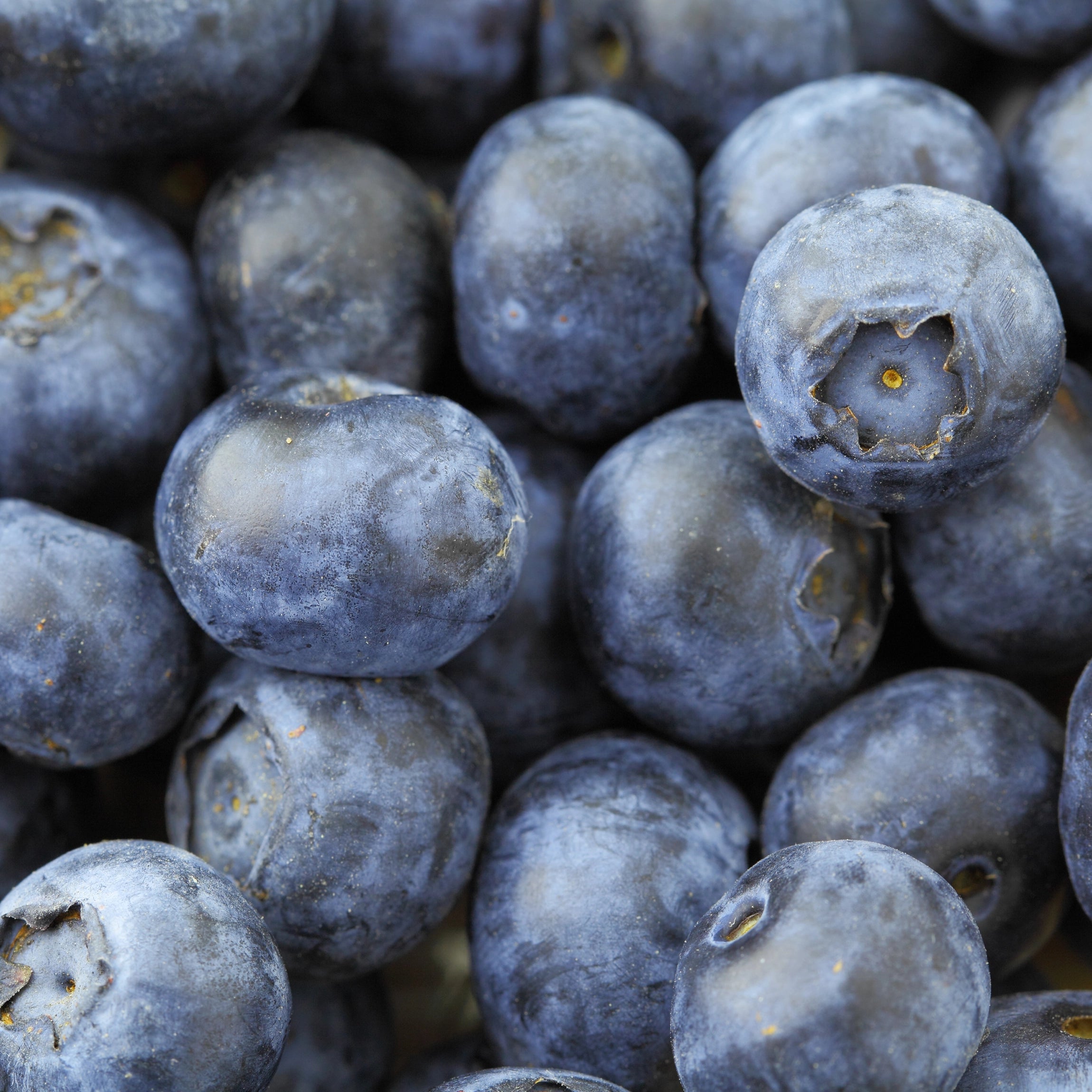 Gentle Nutrient Uptake for Blueberry Roots