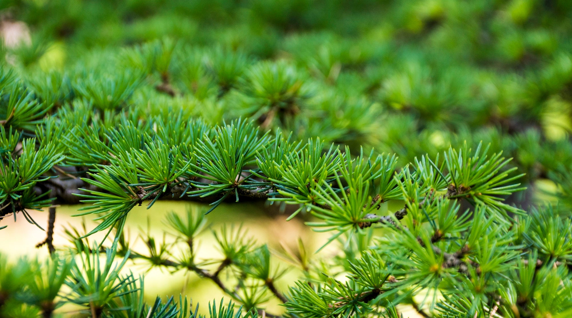 Promotes Healthy Leaf Colour and Density