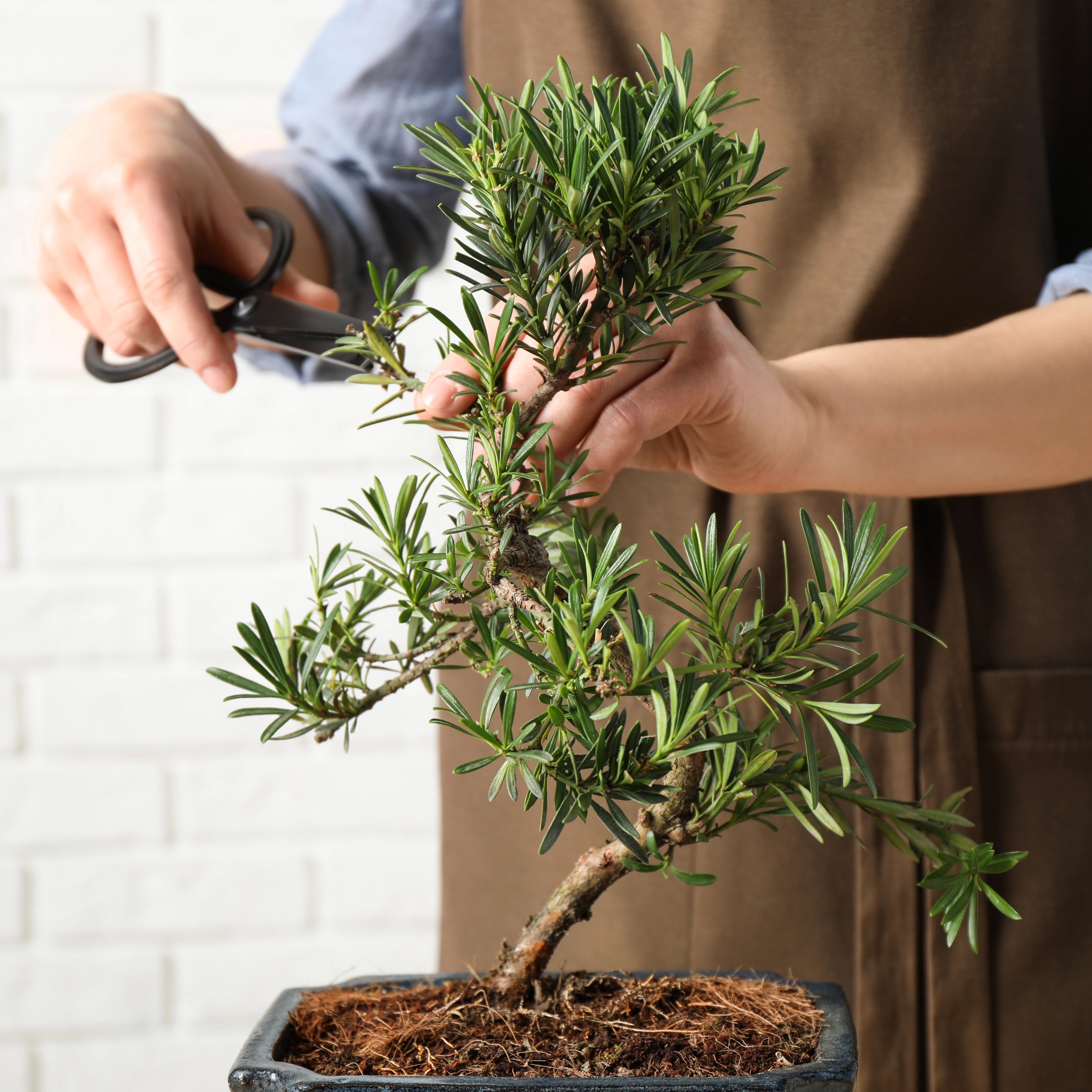 Boosts Resilience During Shaping Practices