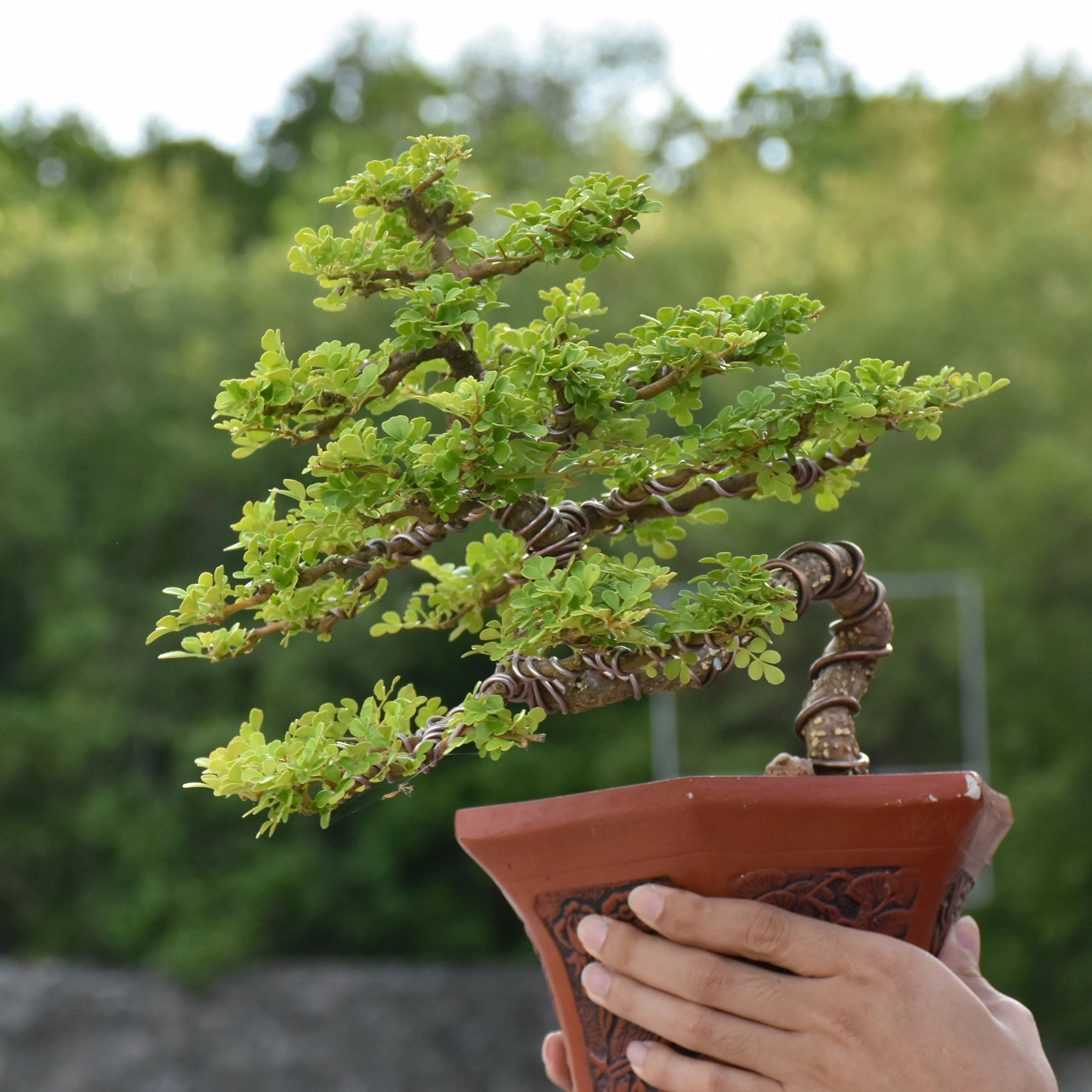 Supports Balanced, Controlled Growth