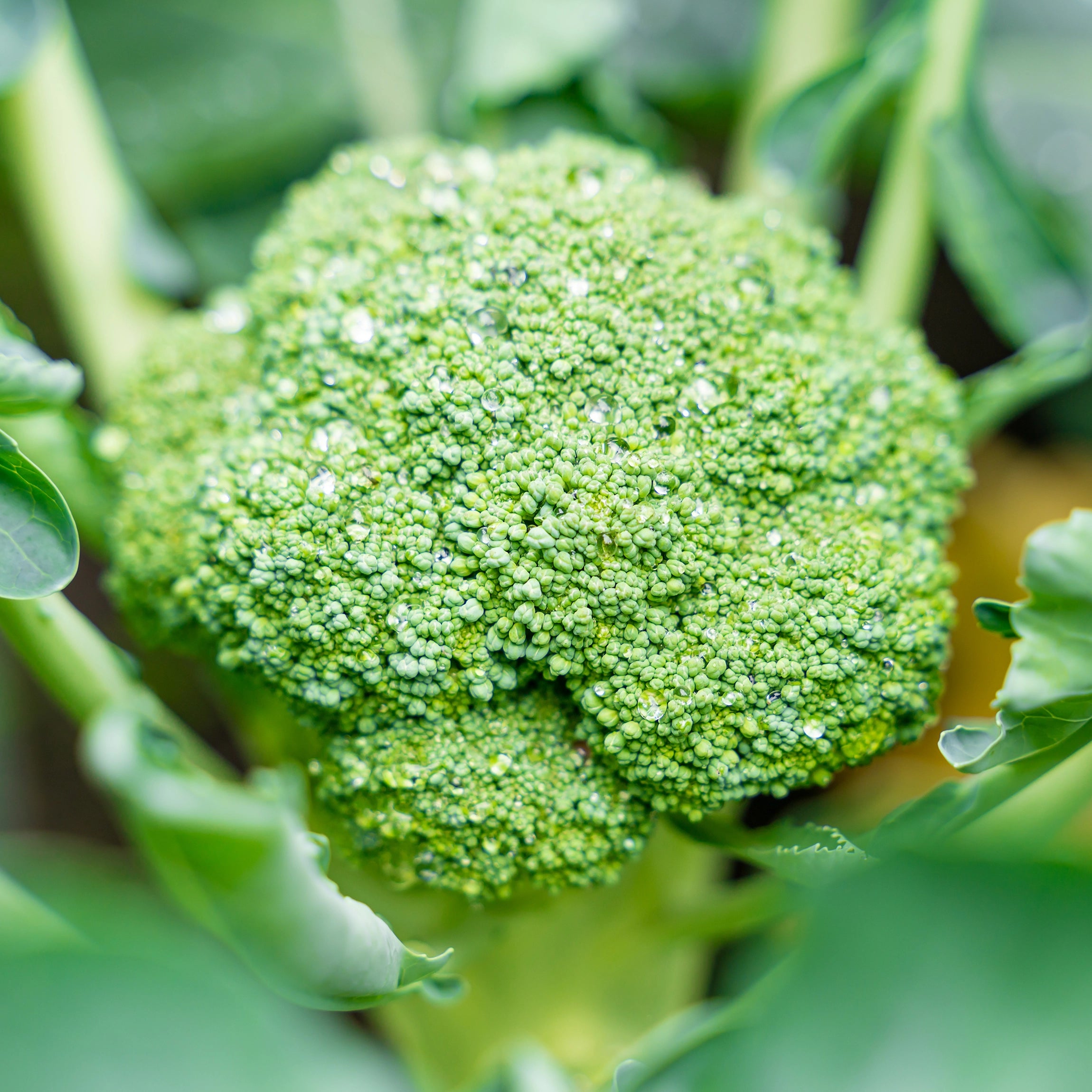 Improves Head Uniformity