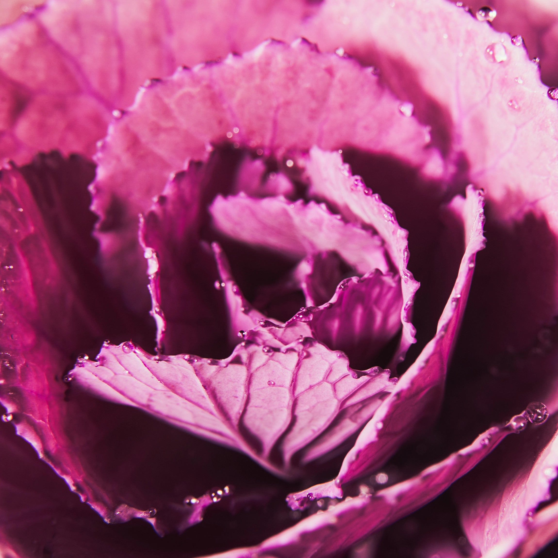 Promotes Strong Leaf Expansion