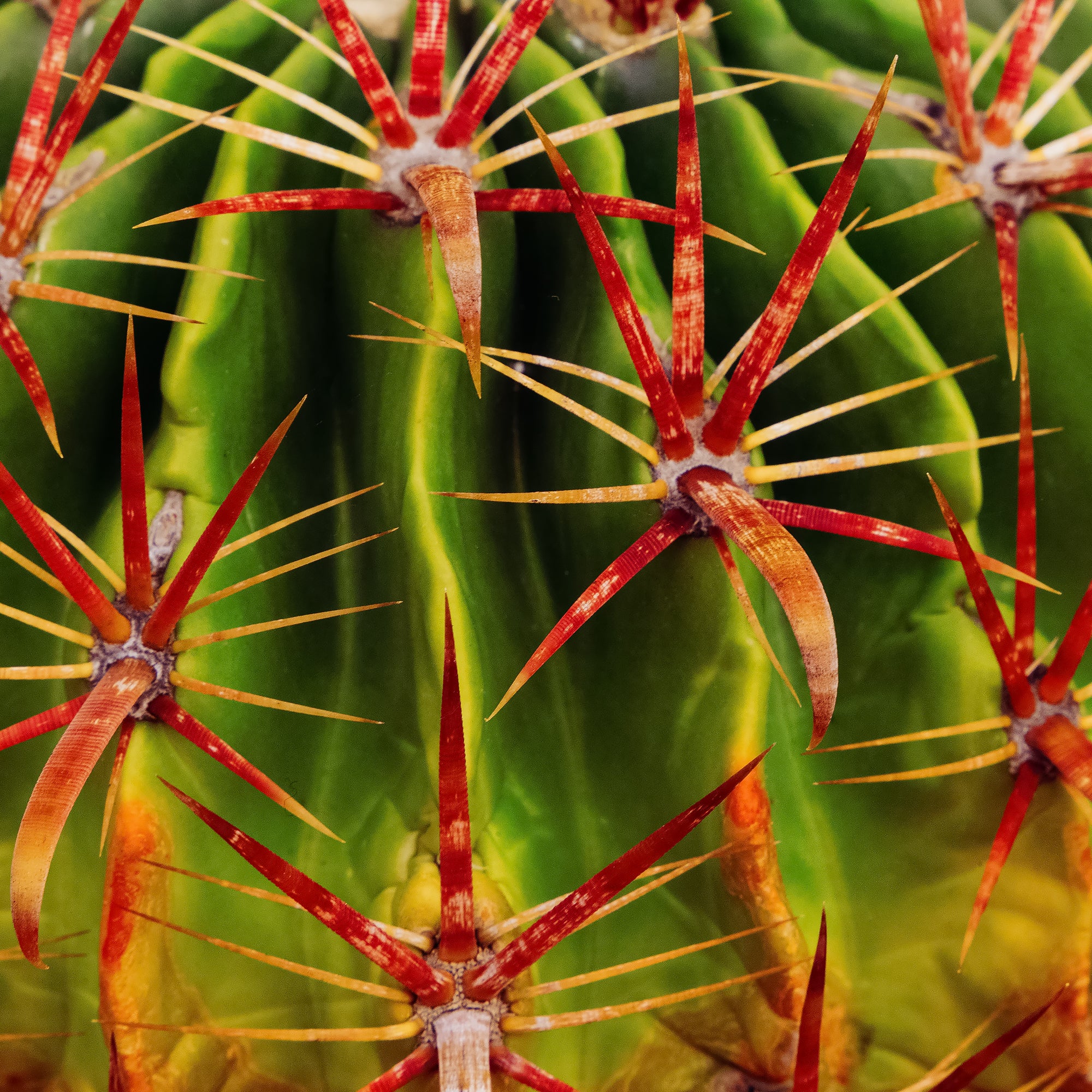 Supports Healthy Spine and Areole Development