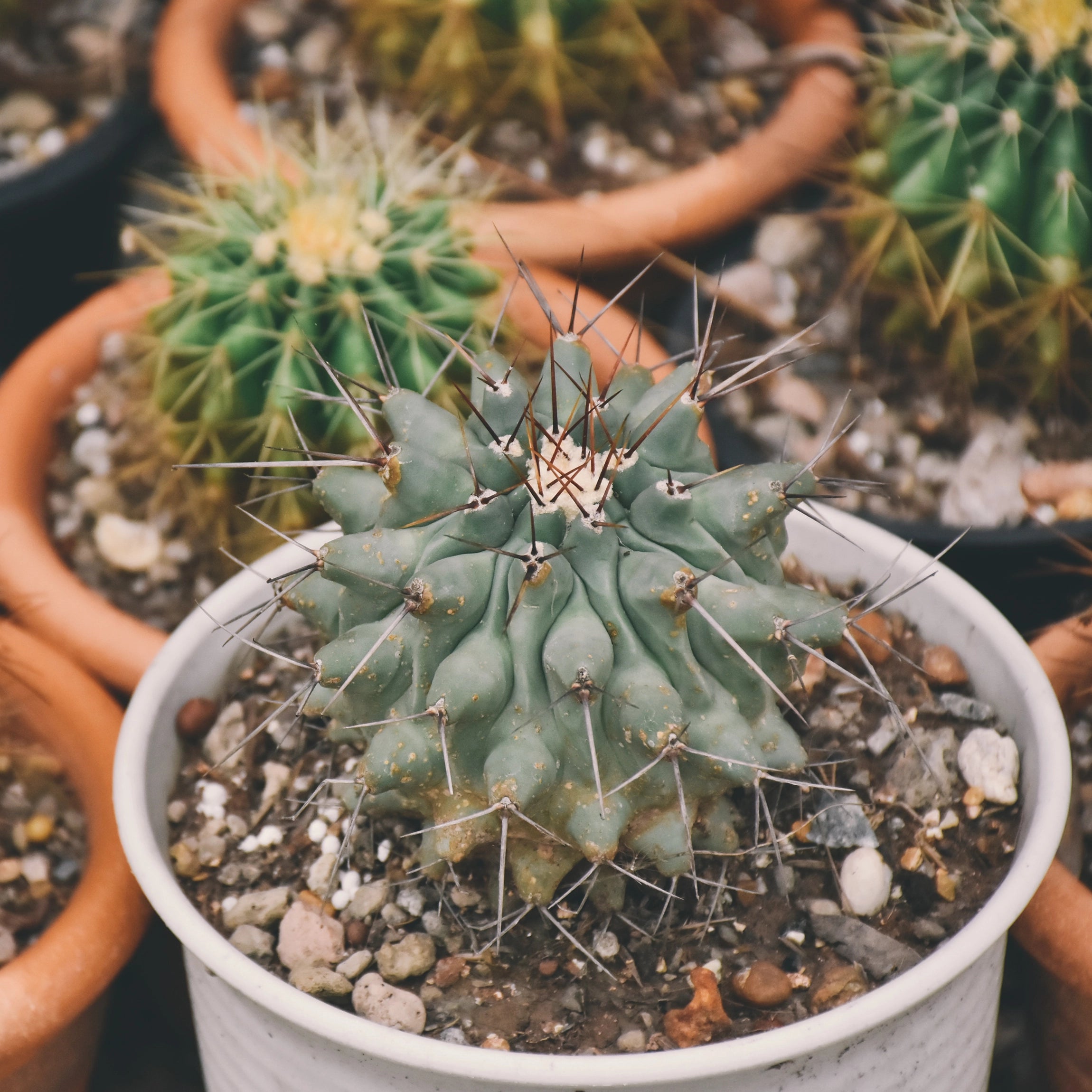 Boosts Resilience Against Heat and Drought