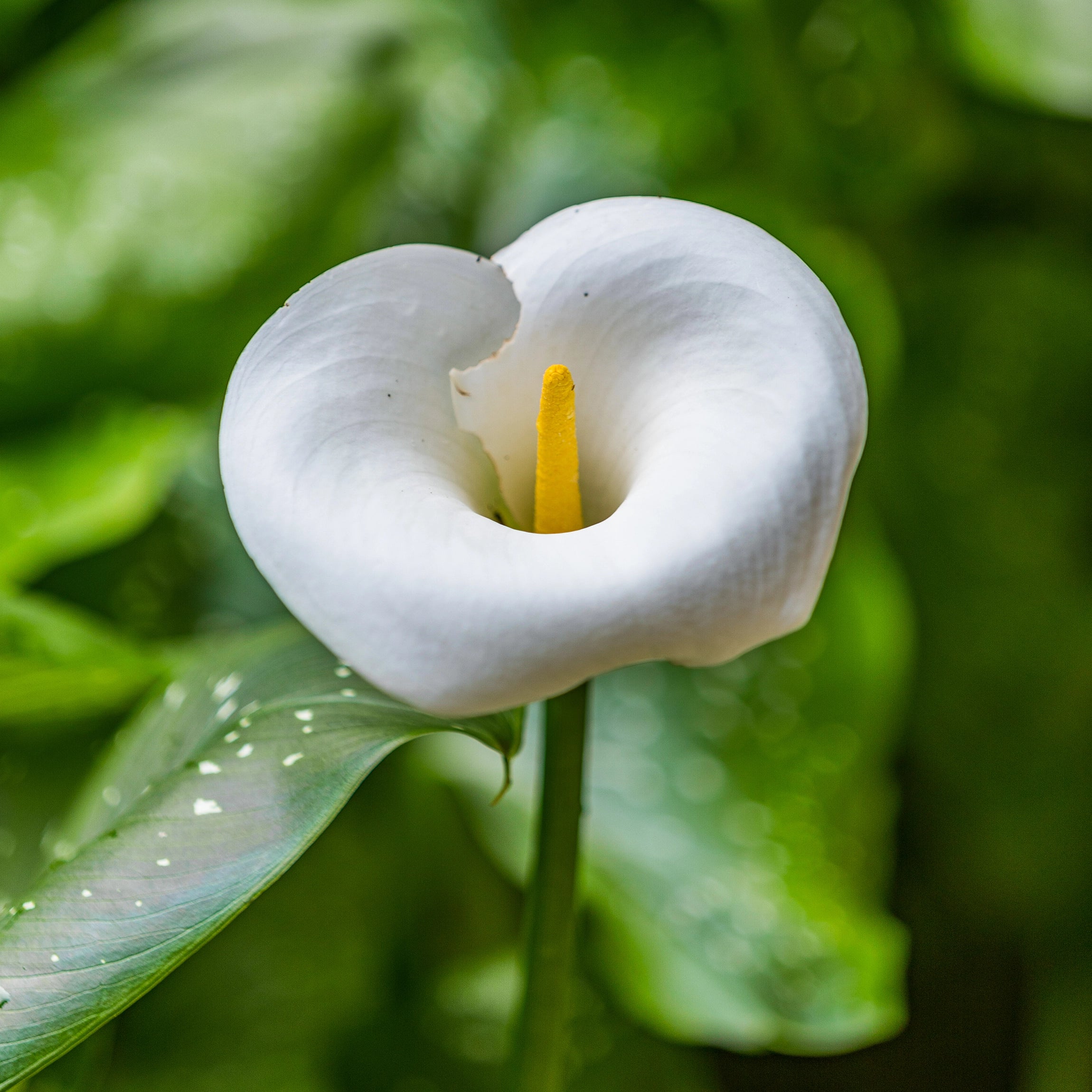 Enhances Strong Flowering Stems