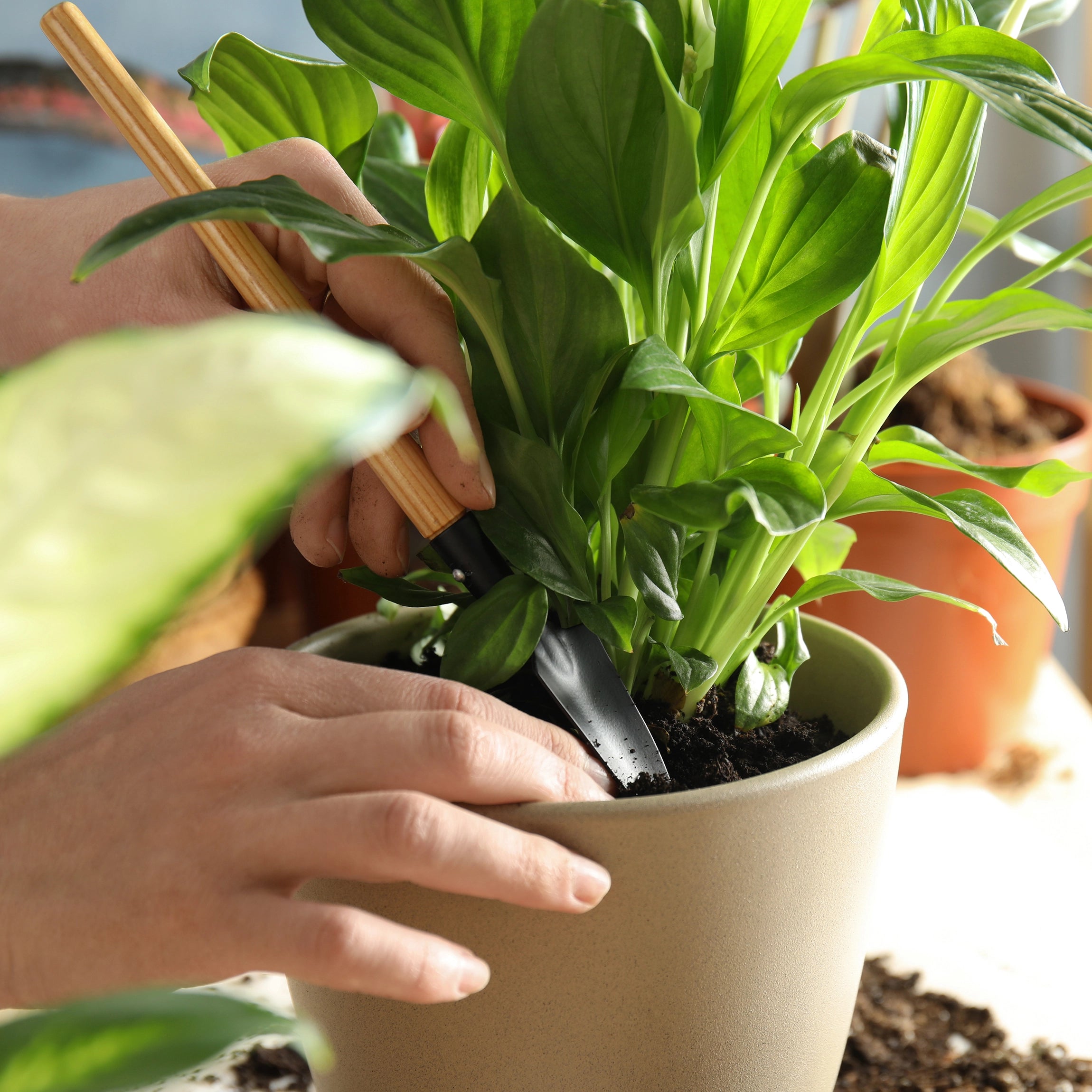 Boosts Resilience During Temperature Fluctuations