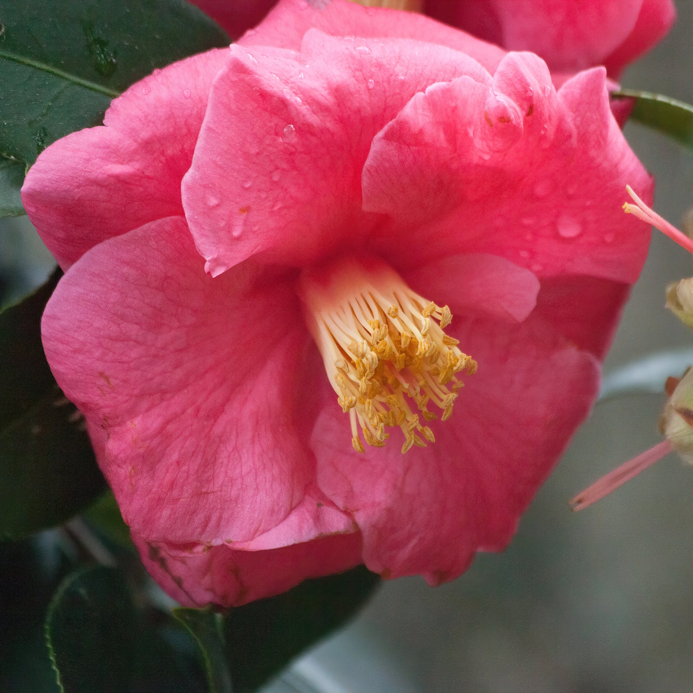 Promotes Long-Lasting Blooms