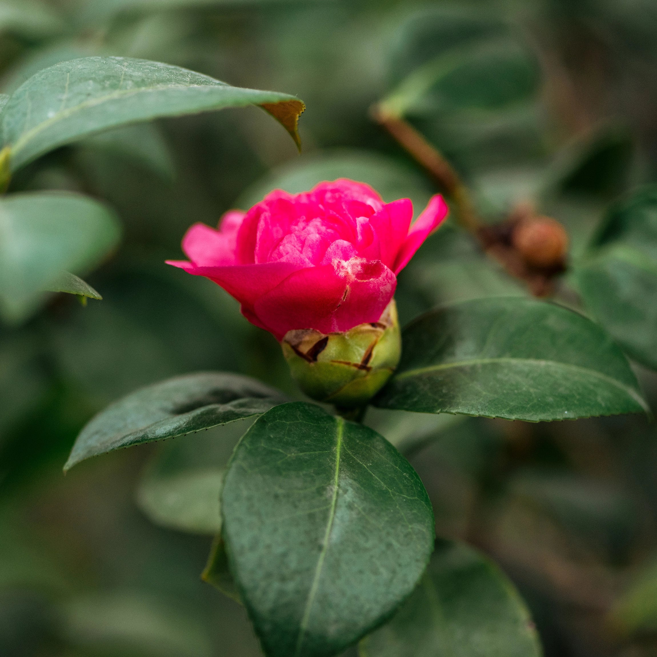 Balanced Organic Nutrition for Tea-Family Ornamentals