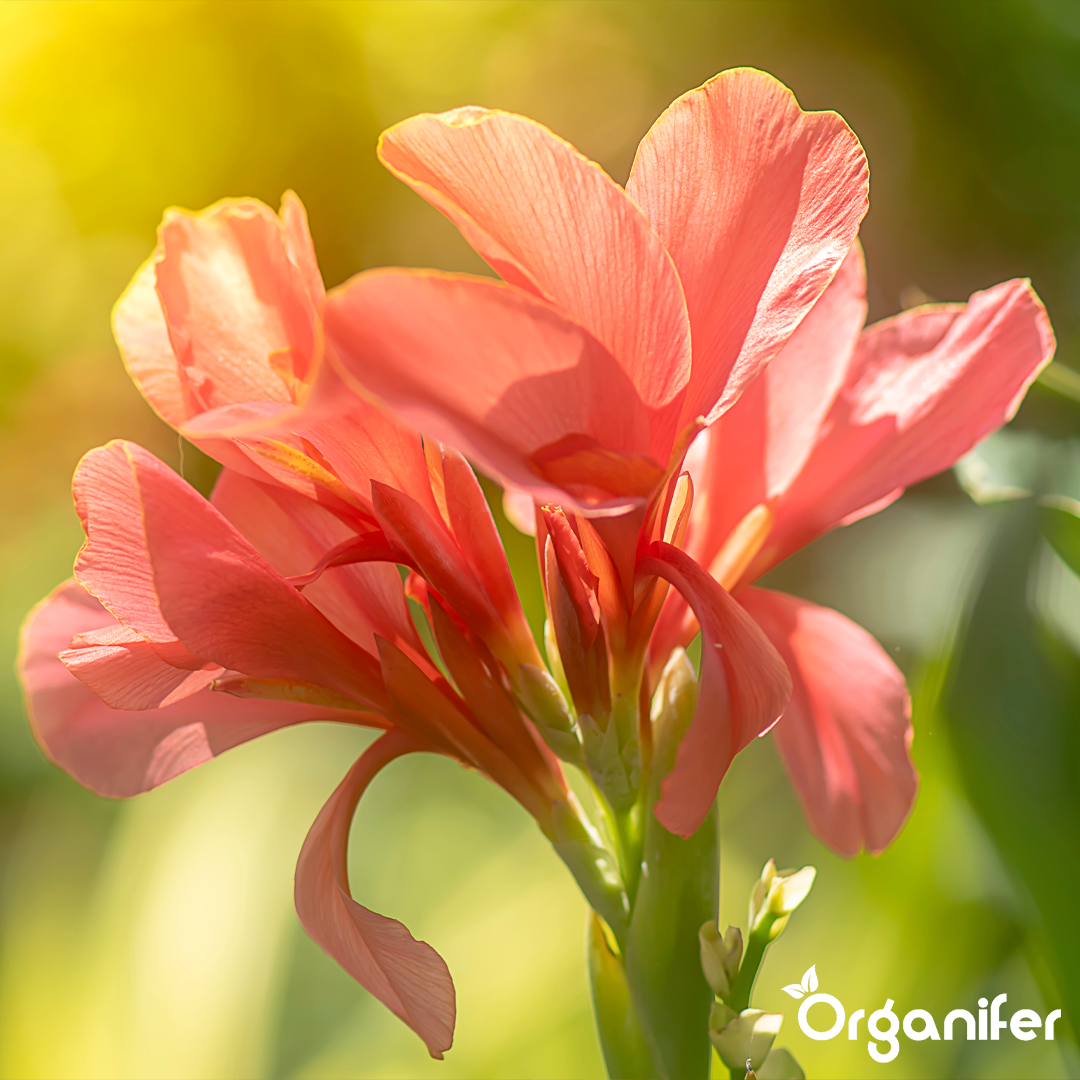 Organifer