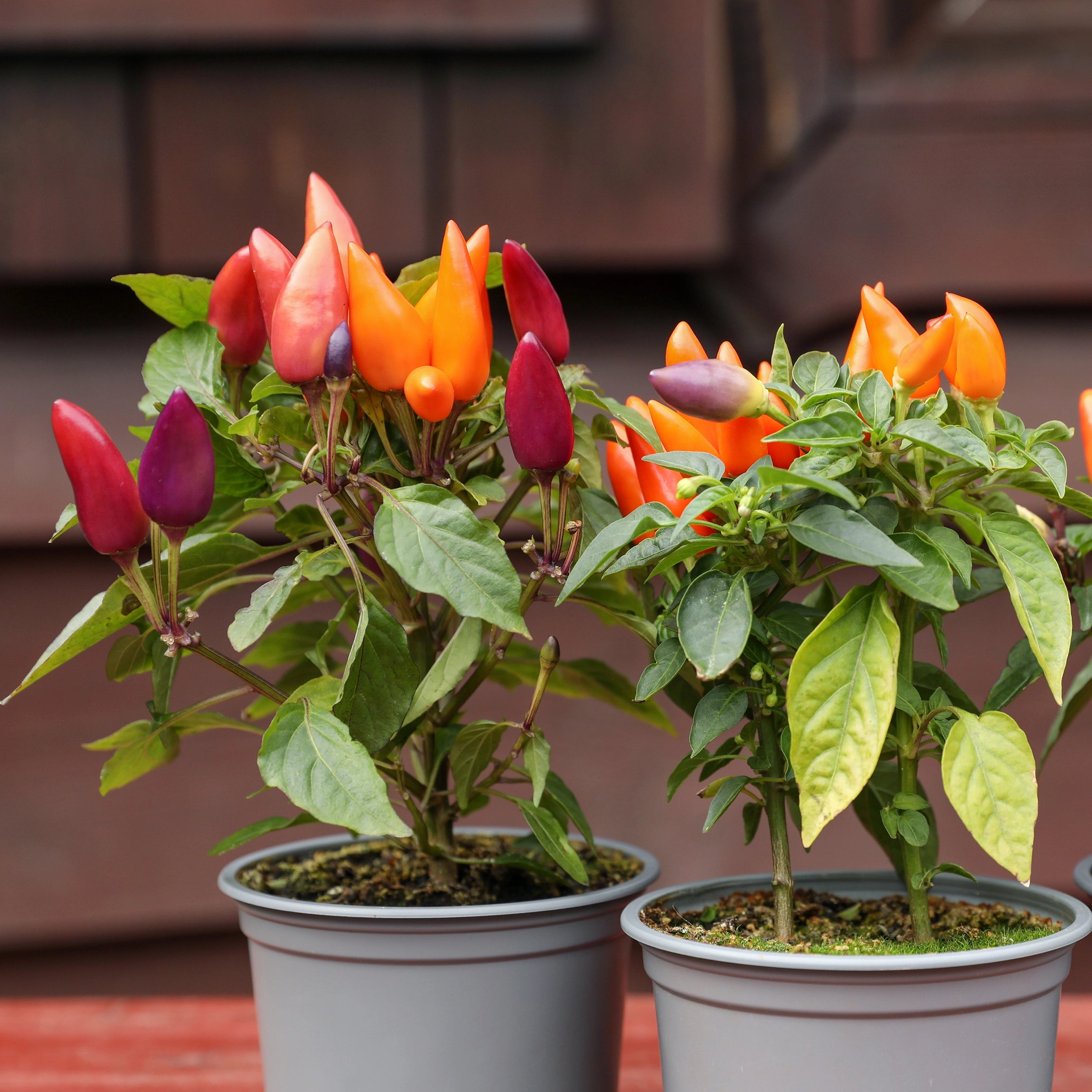 Suitable for Containers and Outdoor Cultivation