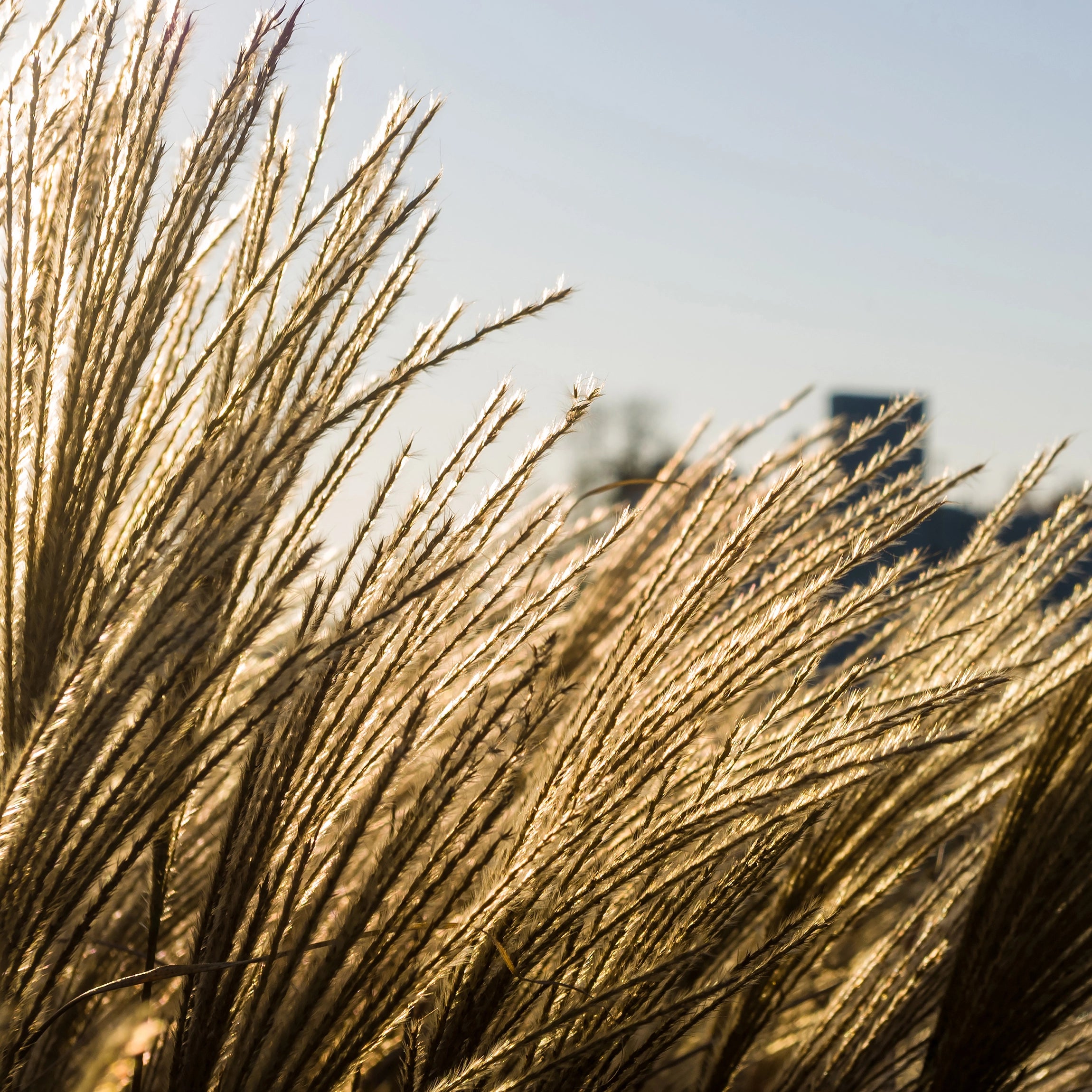 Enhances Tall, Architectural Foliage