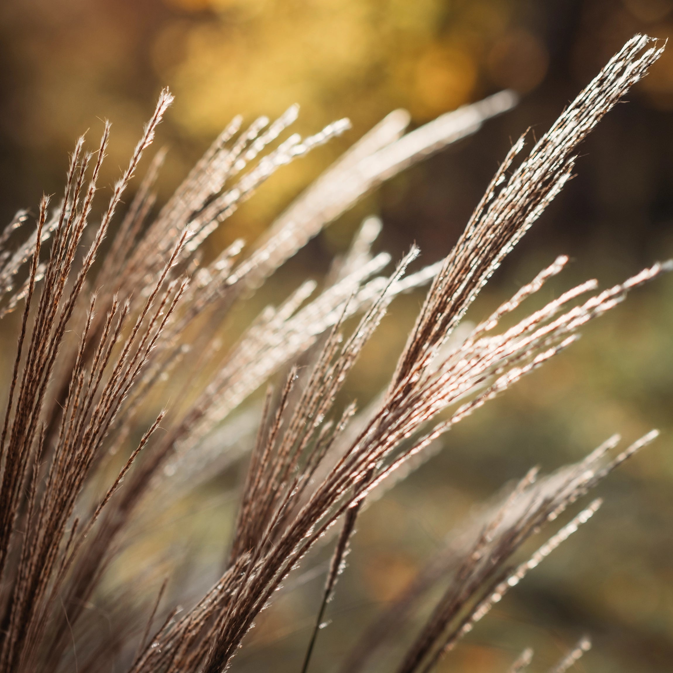 Promotes Upright, Wind-Resistant Stems