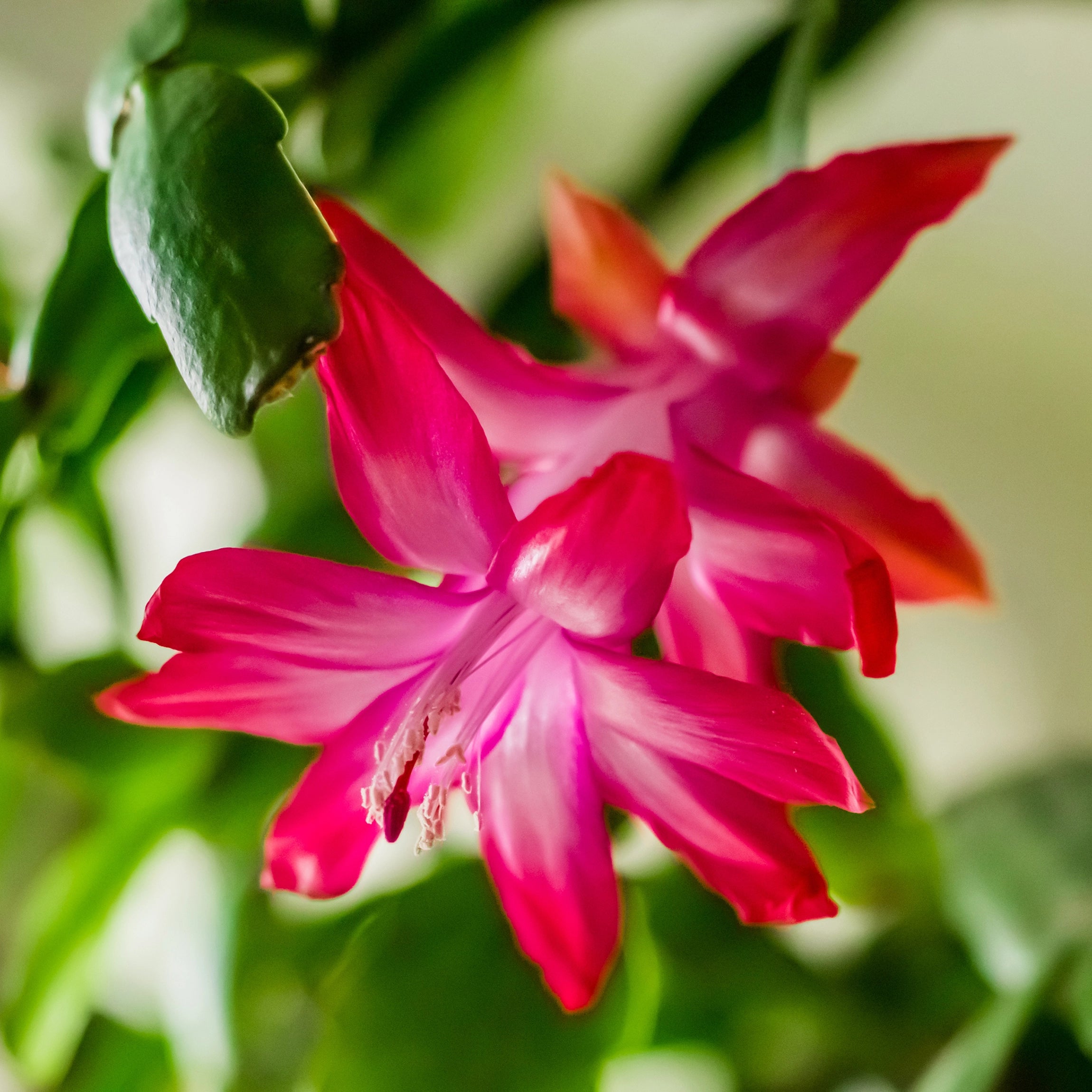 Fremmer langvarig blomstring