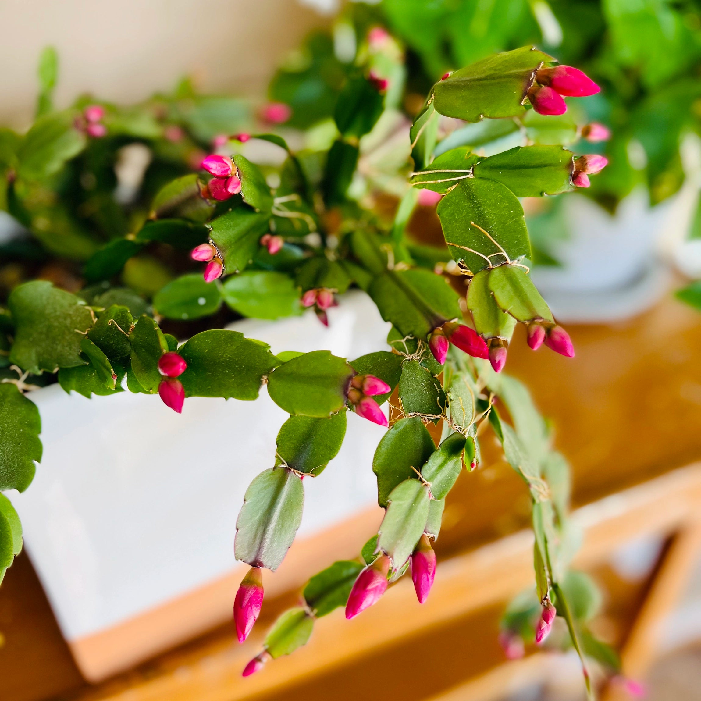 Forbedrer modstandsdygtigheden over for stressforhold indendørs