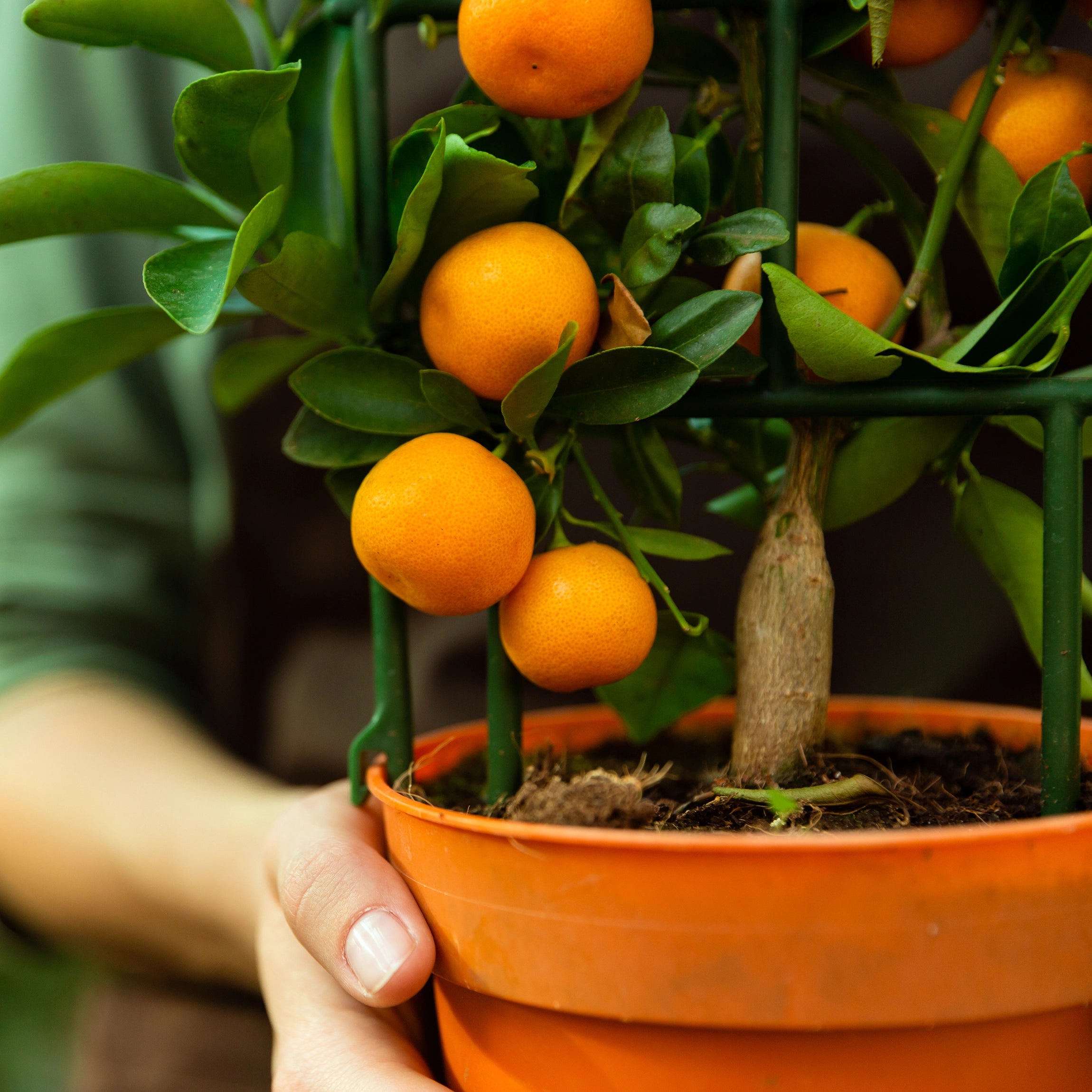 Suitable for Indoor and Outdoor Citrus