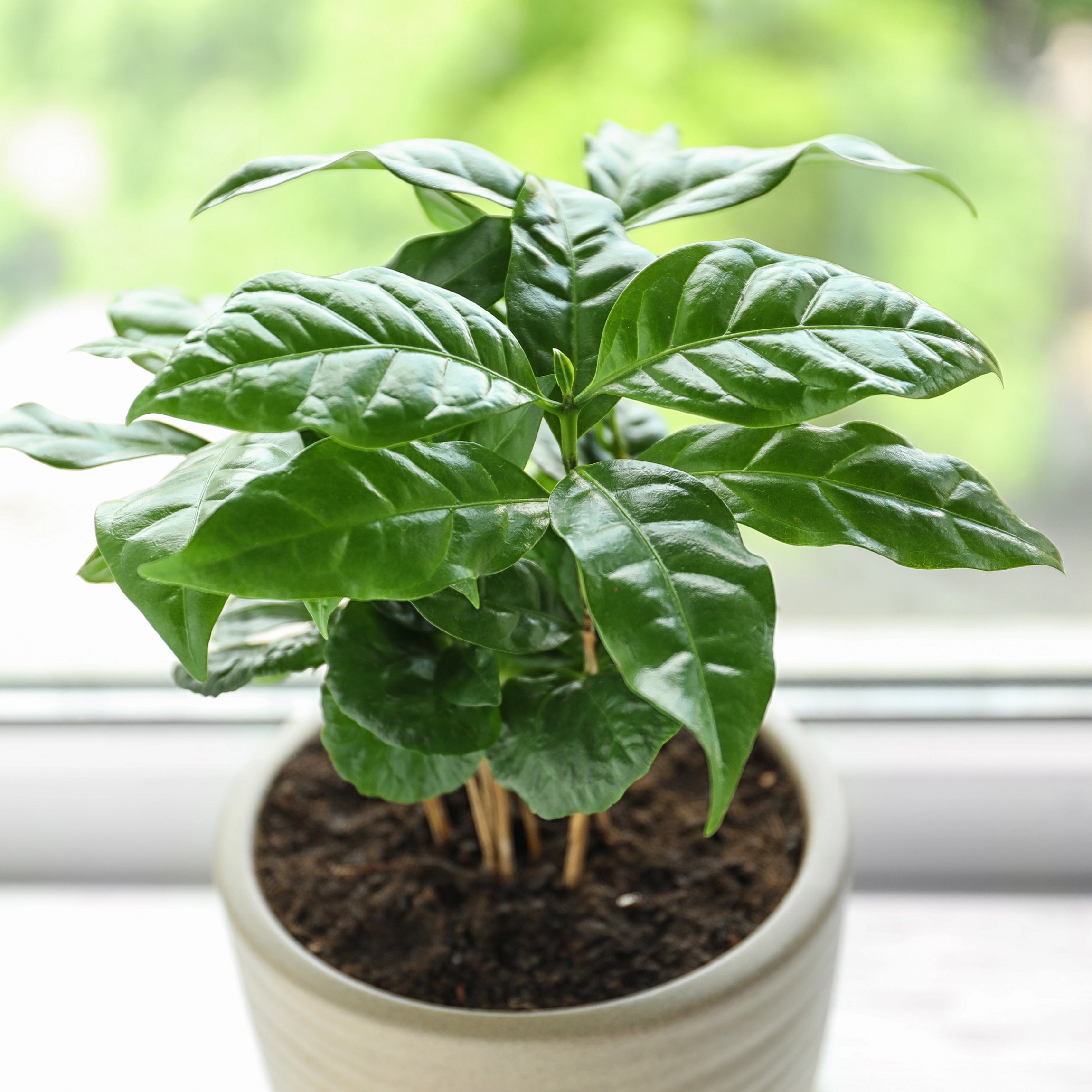 Supports Overall Vitality