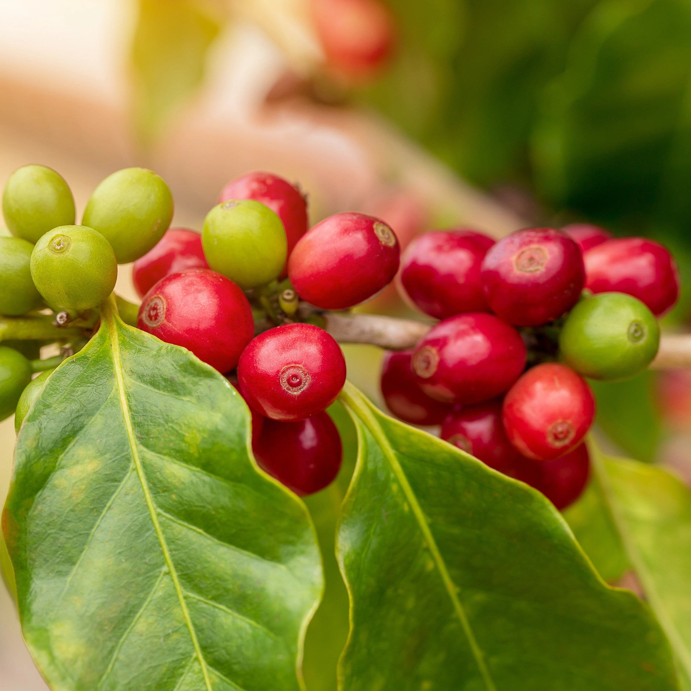 Suitable for Arabica, Robusta, and Ornamental Coffee Varieties