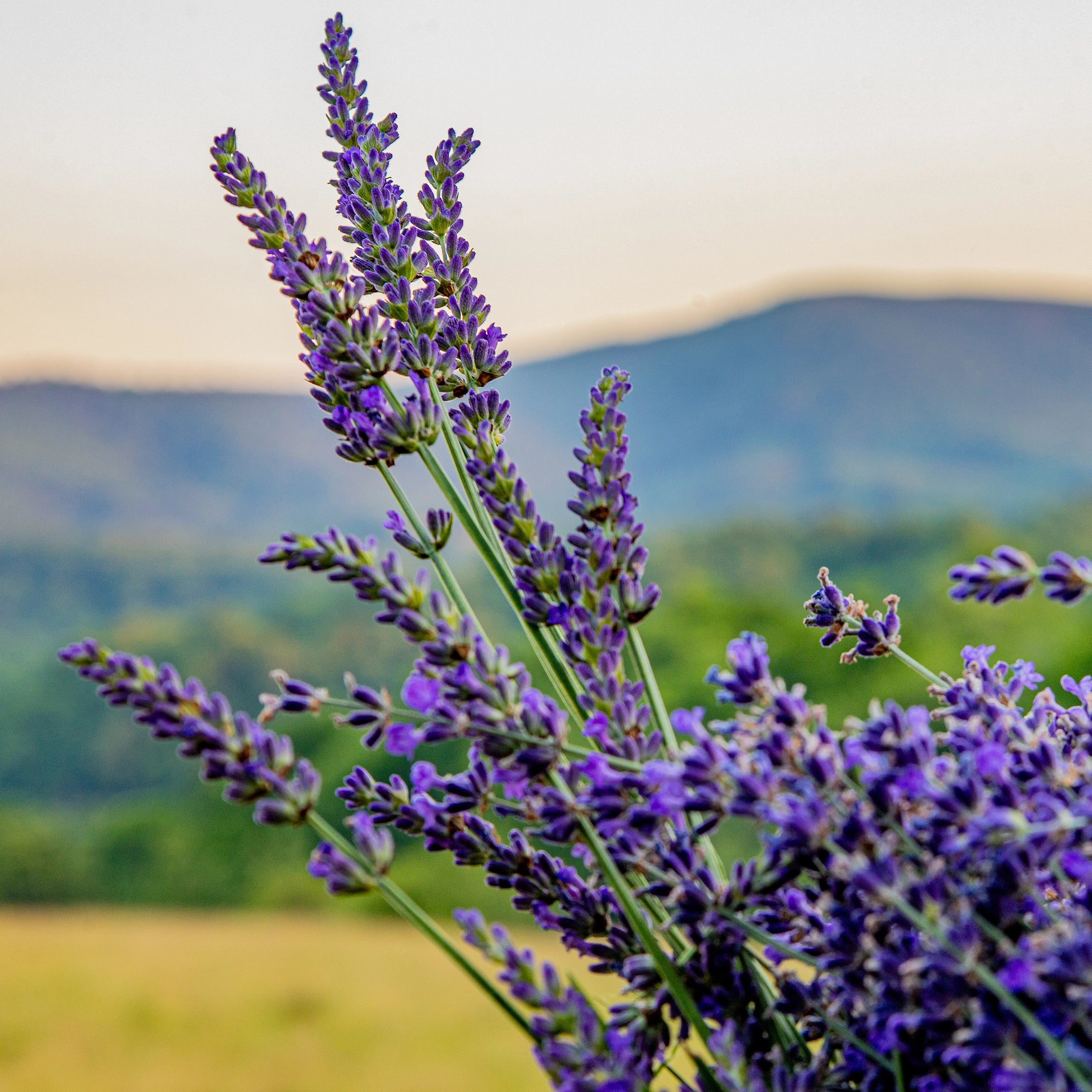 Adatto a tutte le specie di Lavandula