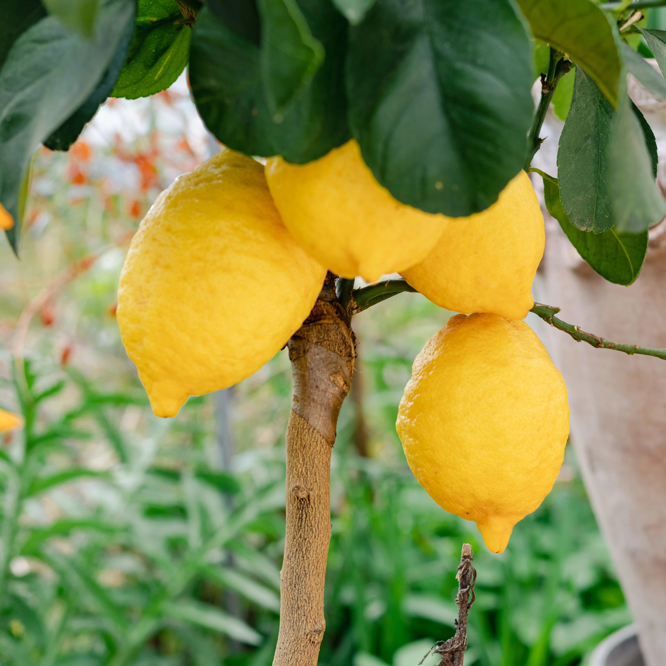 Geeignet für Zwerg- und Obstgarten-Zitrusbäume