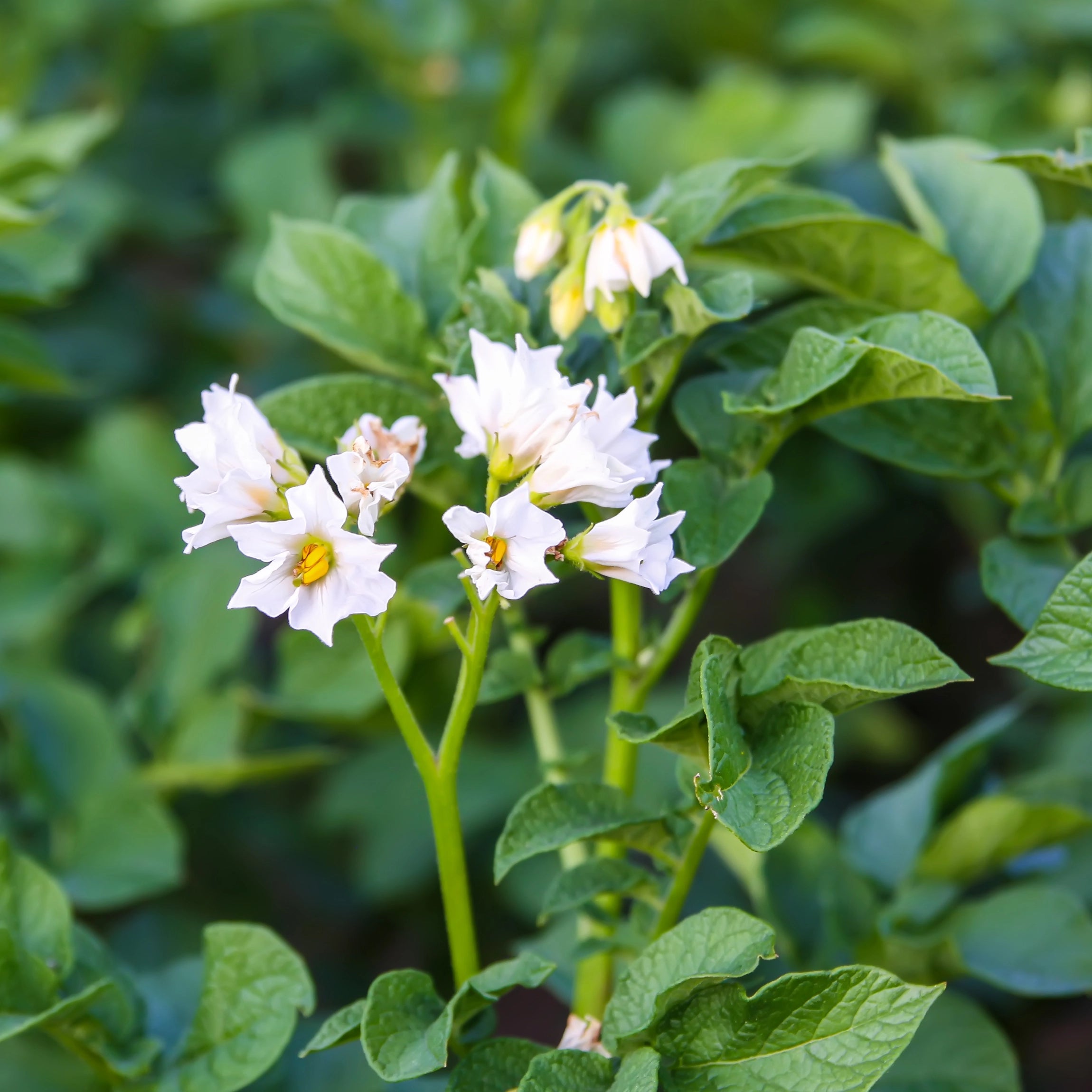 100% Natural and Plant-Based