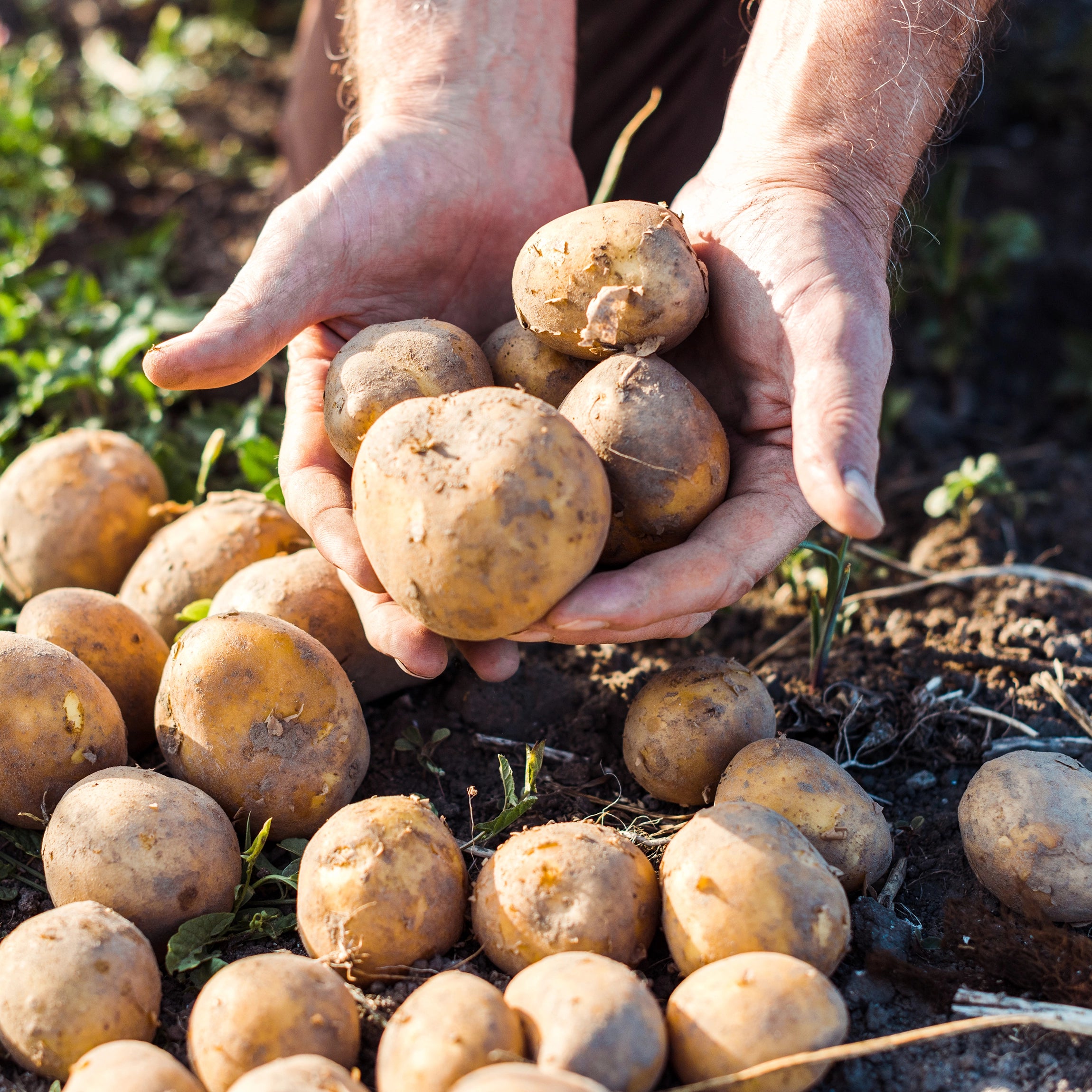 Highly Effective Against Phytophthora