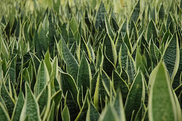 Gentle Nutrient Uptake