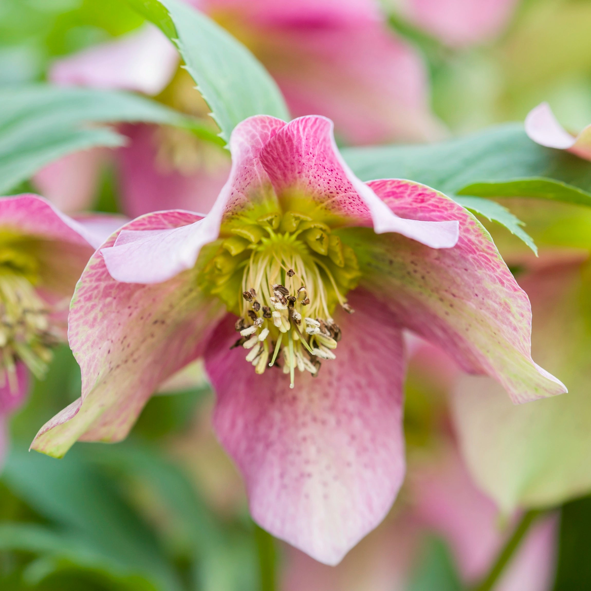 Fremmer faste, velformede blomster