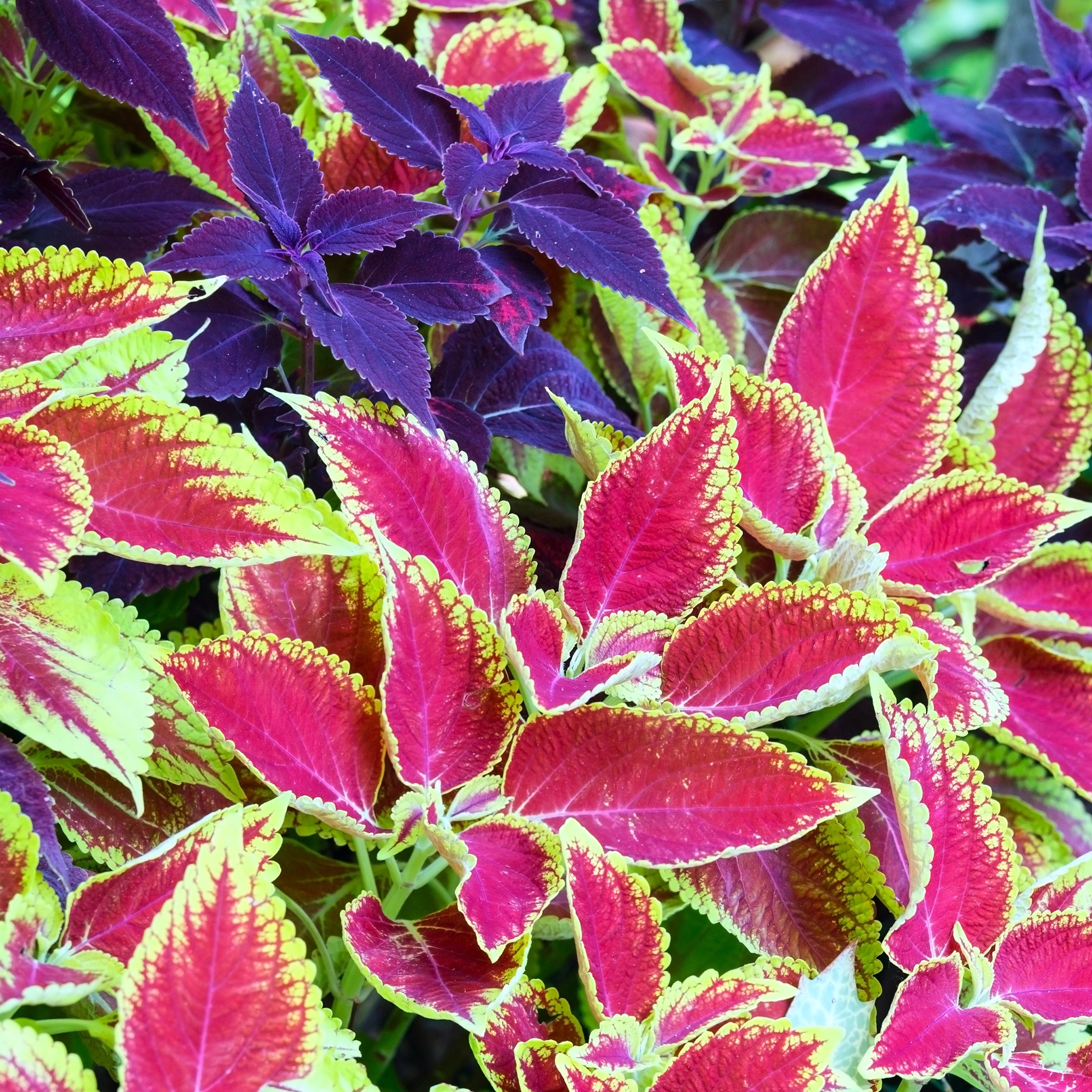 Enhances Leaf Colour and Pattern Clarity