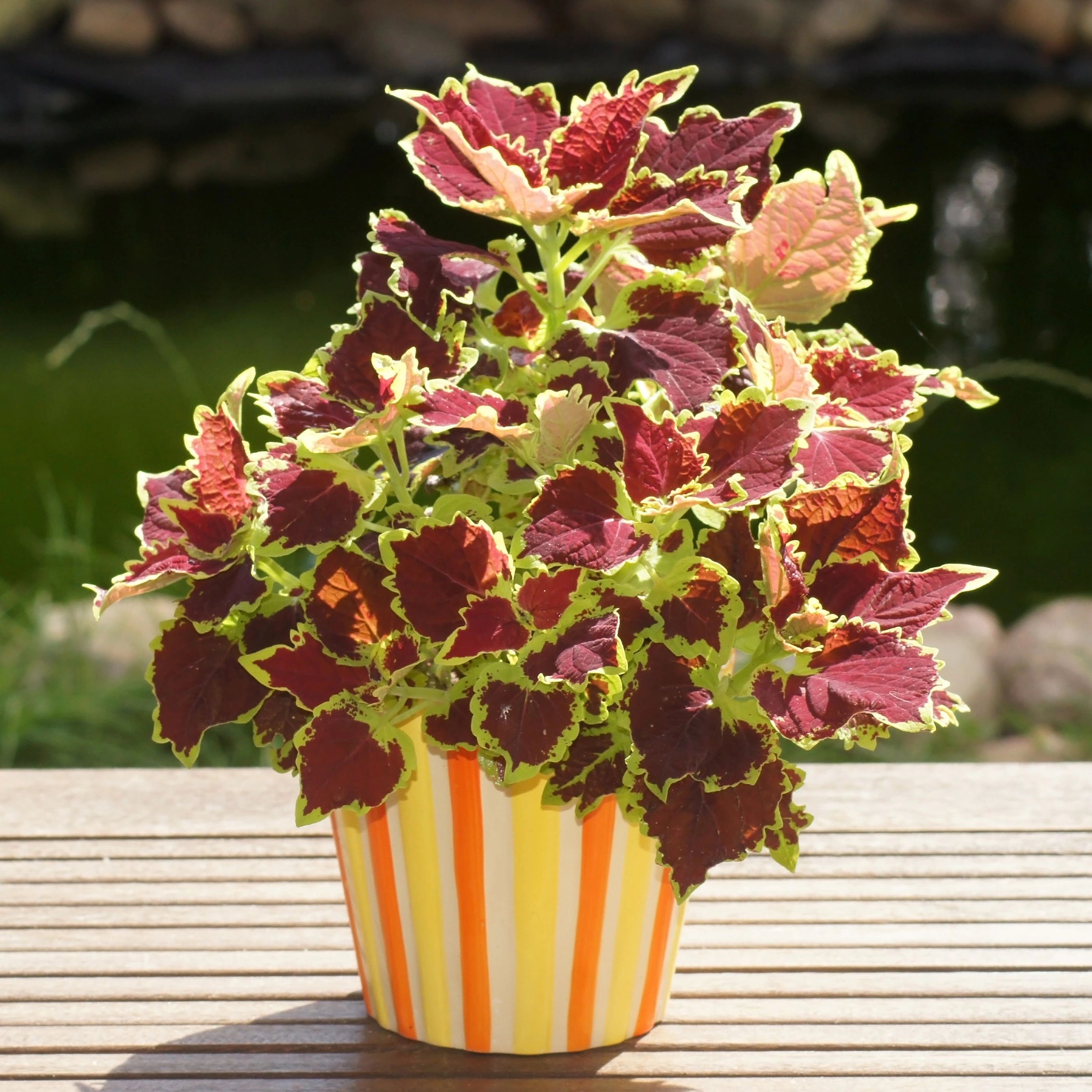 Encourages Lush, Full Plant Growth