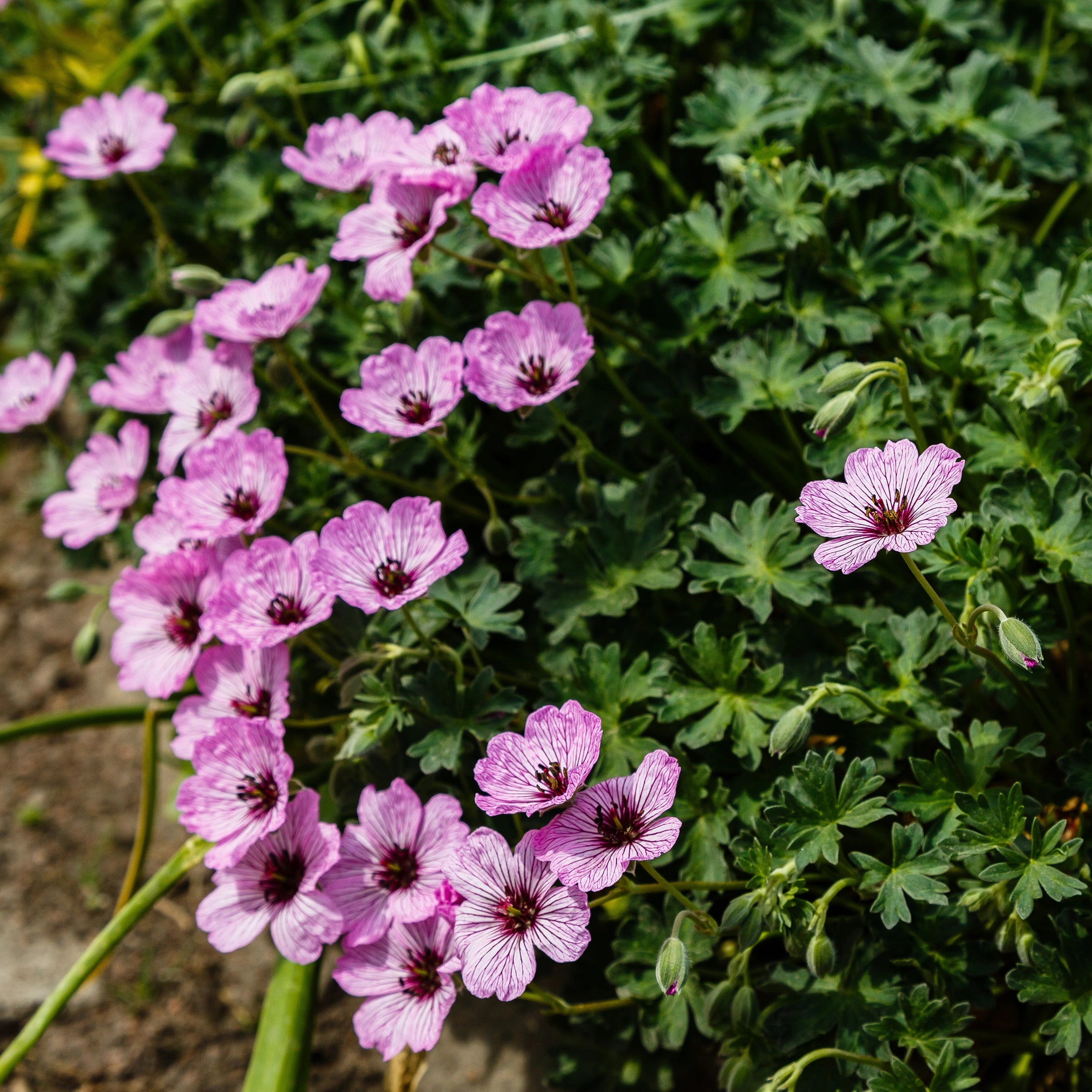 Odpowiednie dla gatunków pelargonii jednorocznych, dwuletnich i wieloletnich