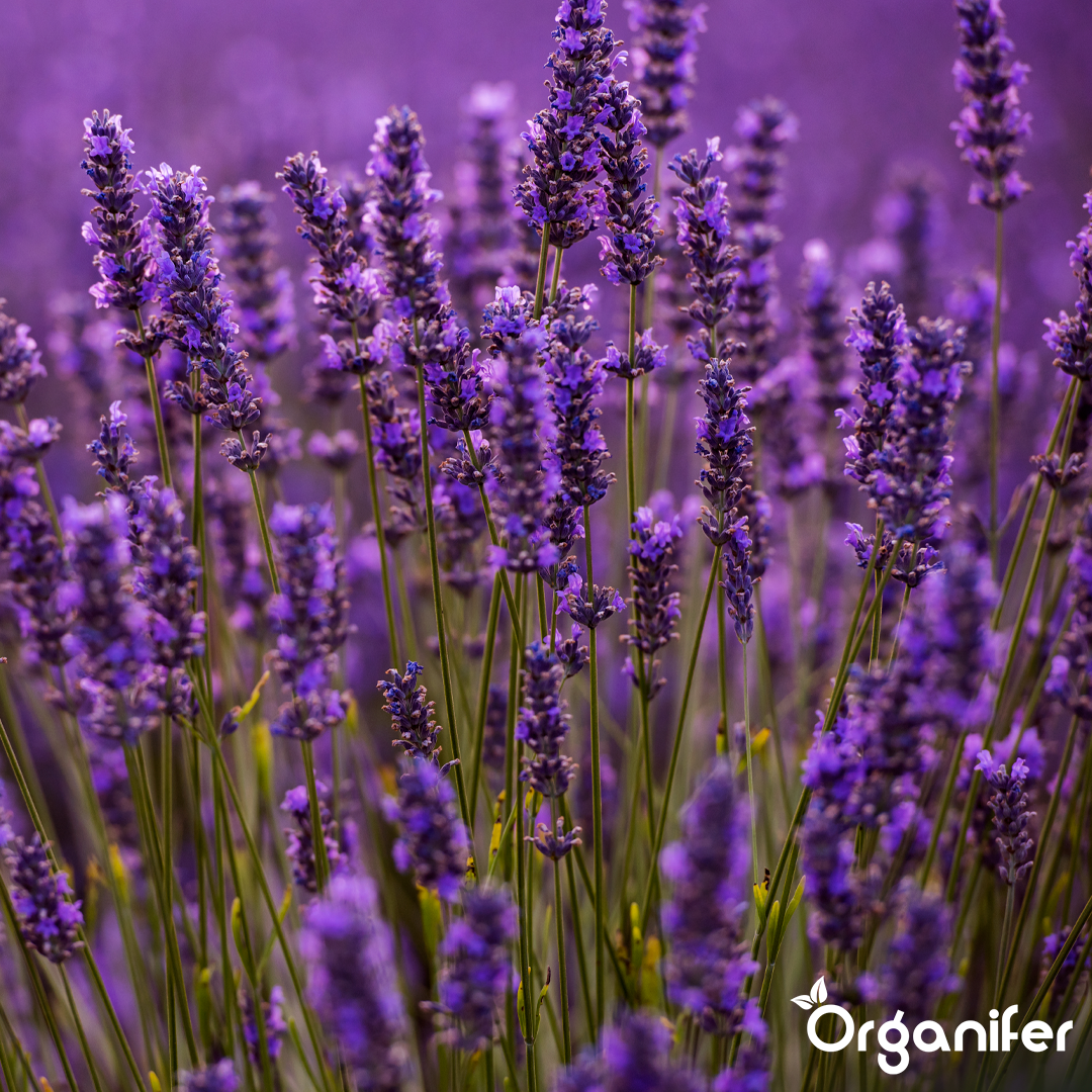 Organifer