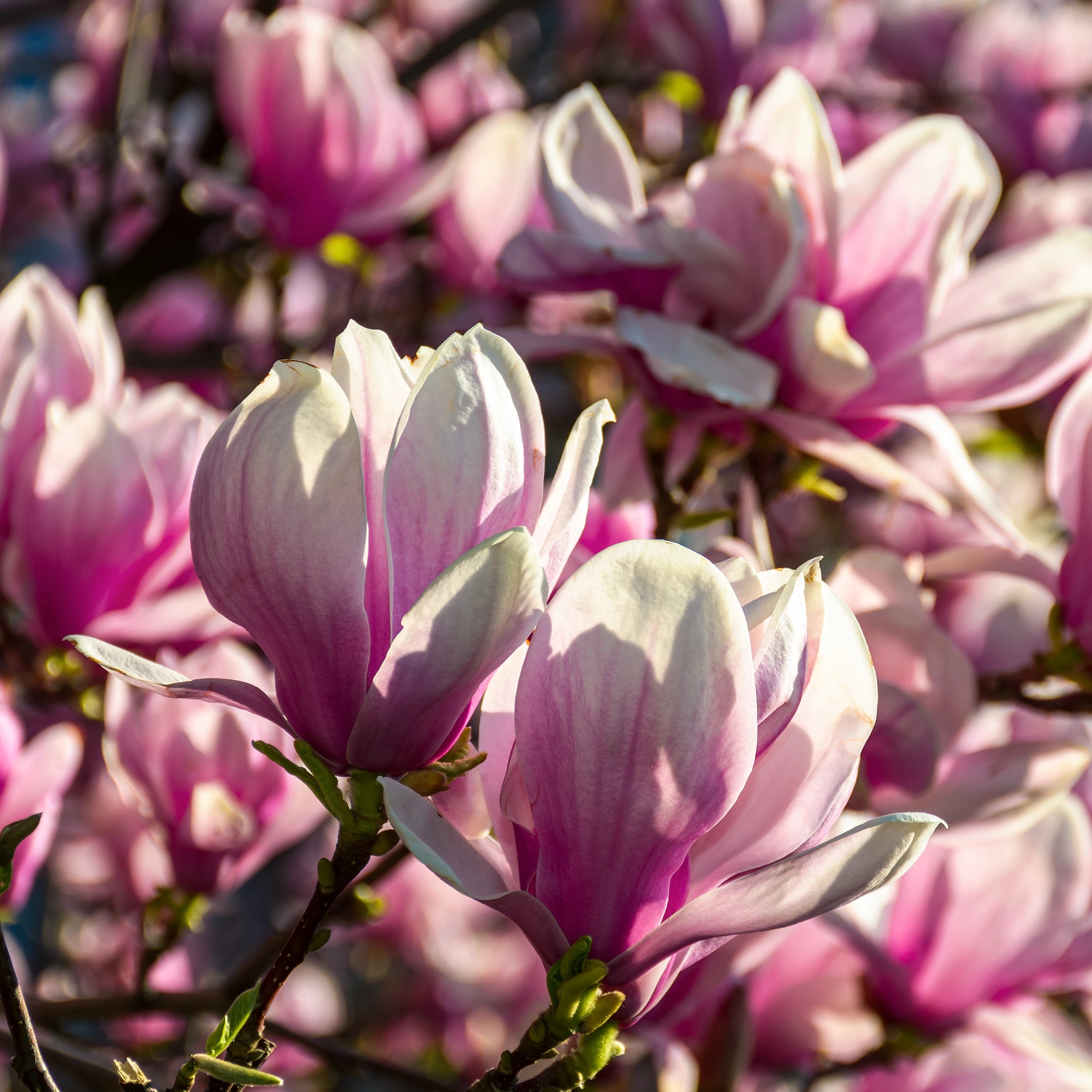 Подпомага силен структурен растеж