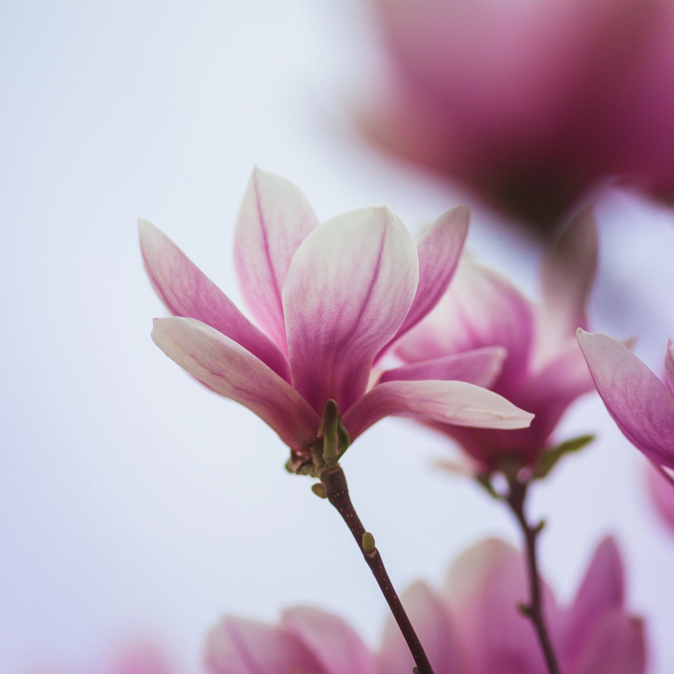 Повишава устойчивостта на слънце и топлина