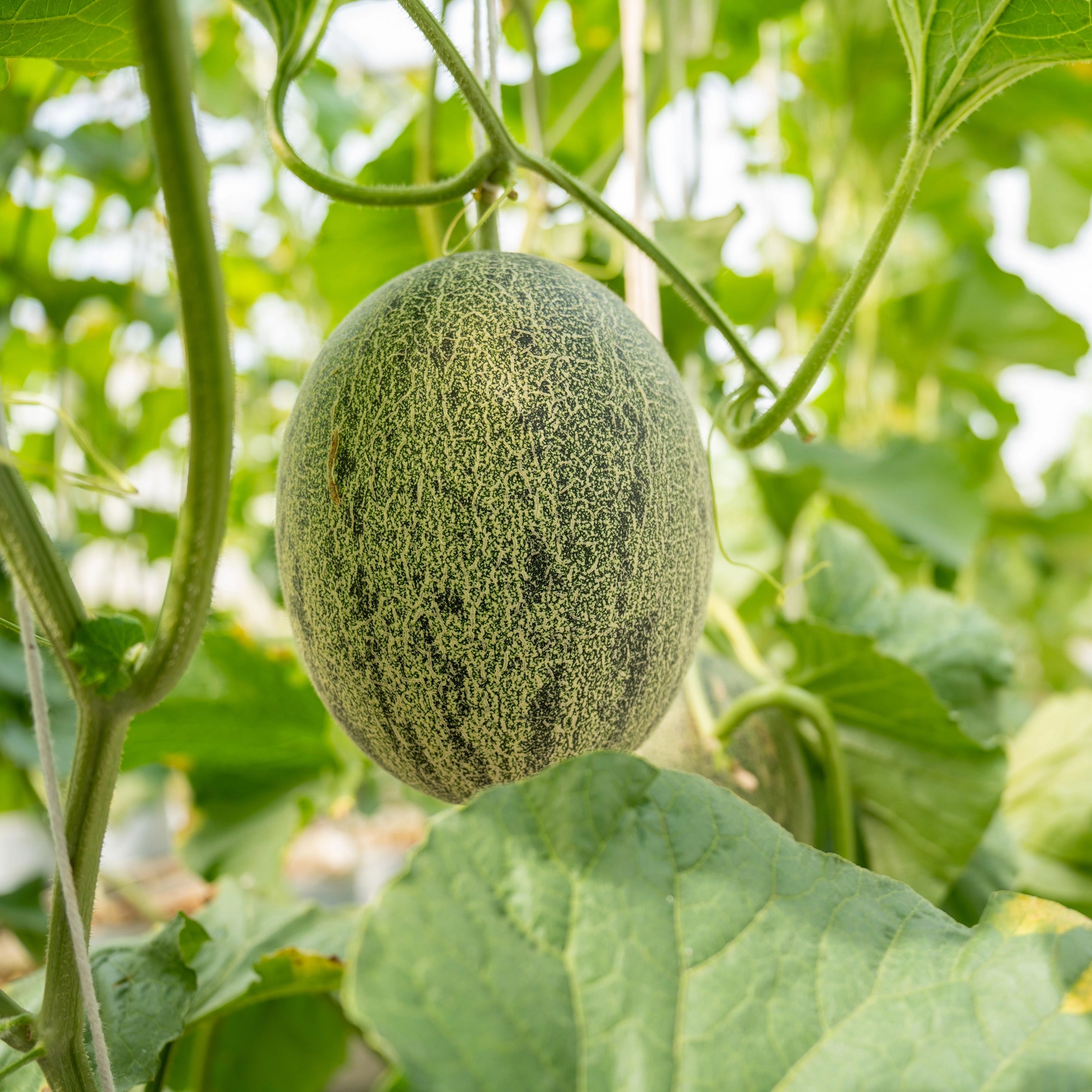 Enhances Vigorous Vine Growth