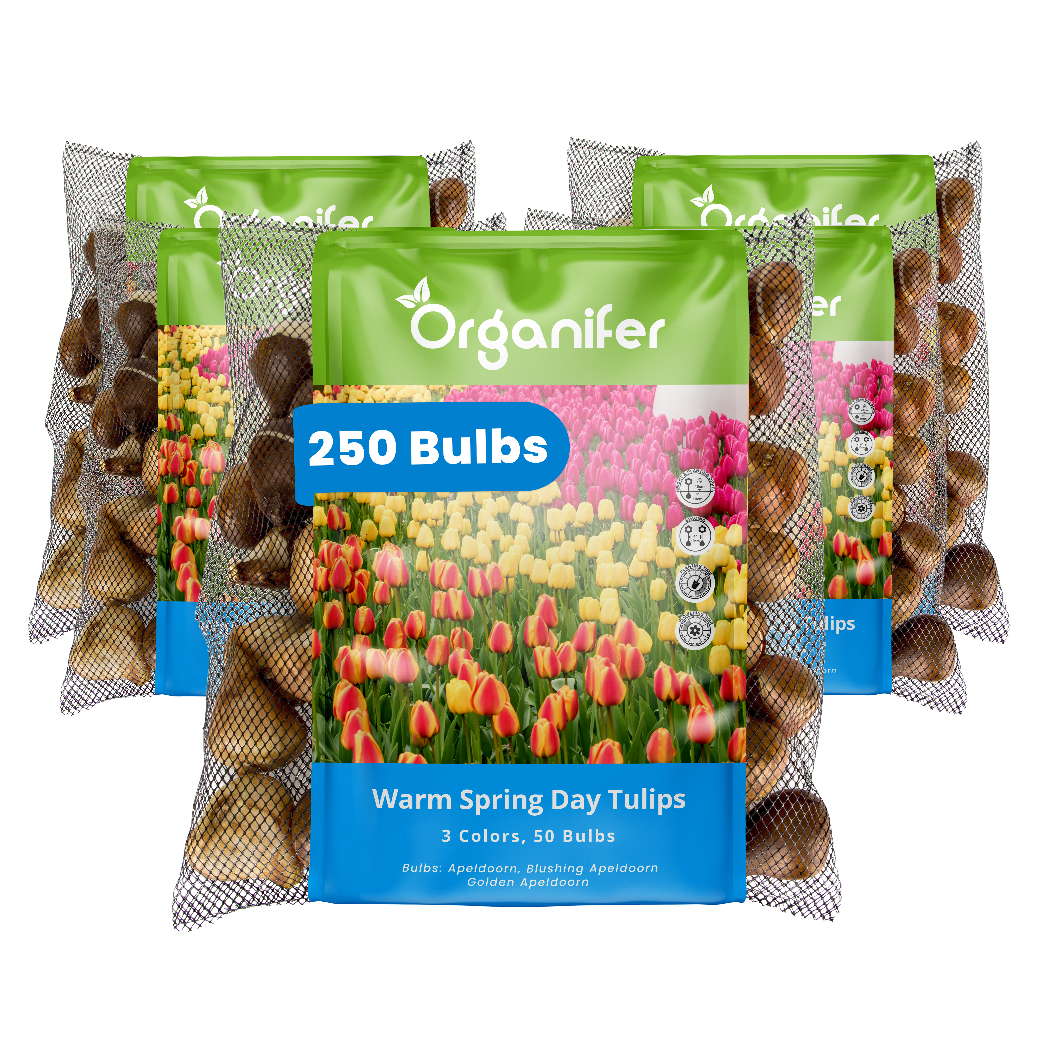 Organifer tulip bulbs packaging with colorful tulip illustration on a white background