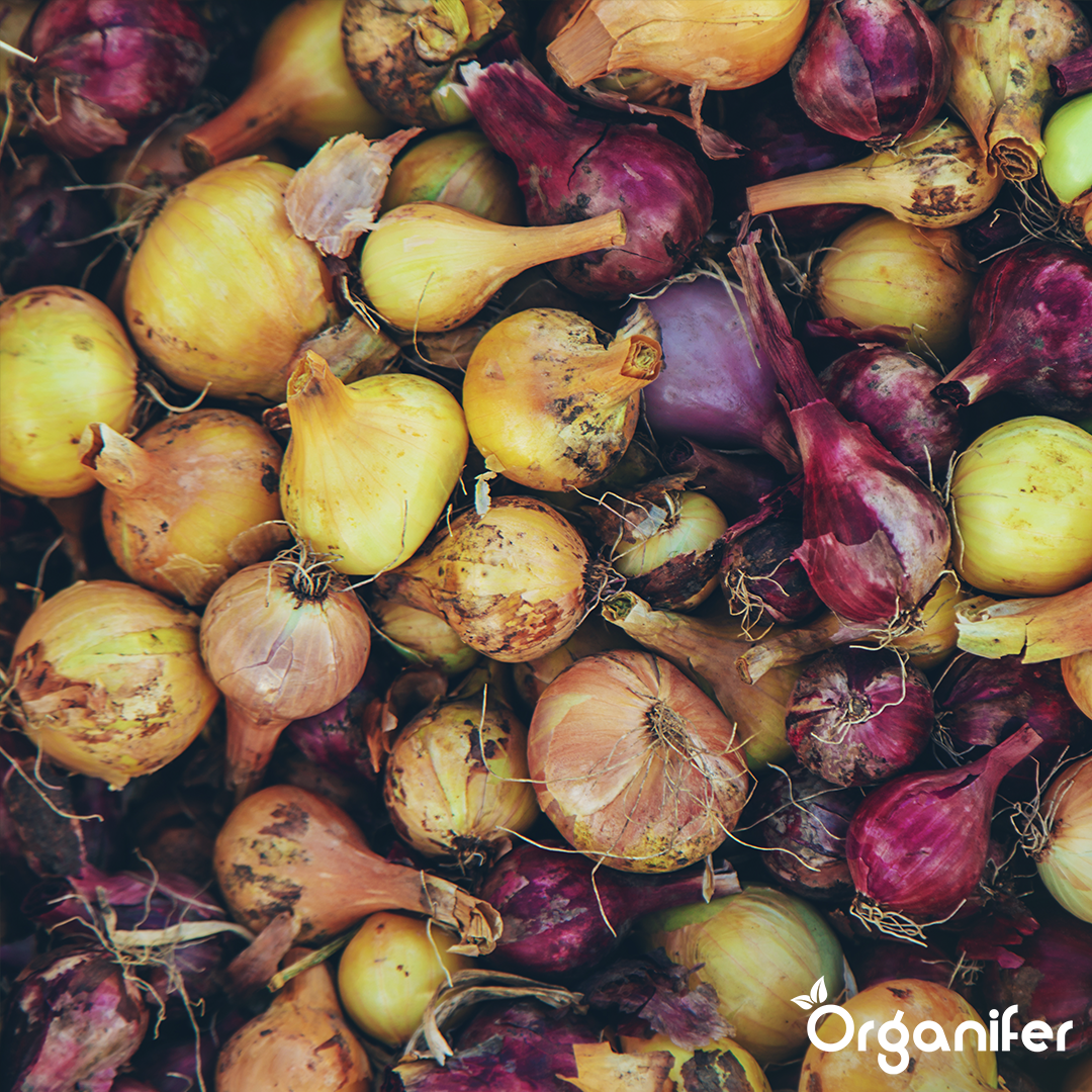 Package Seed Potatoes + Package Planting Material 10