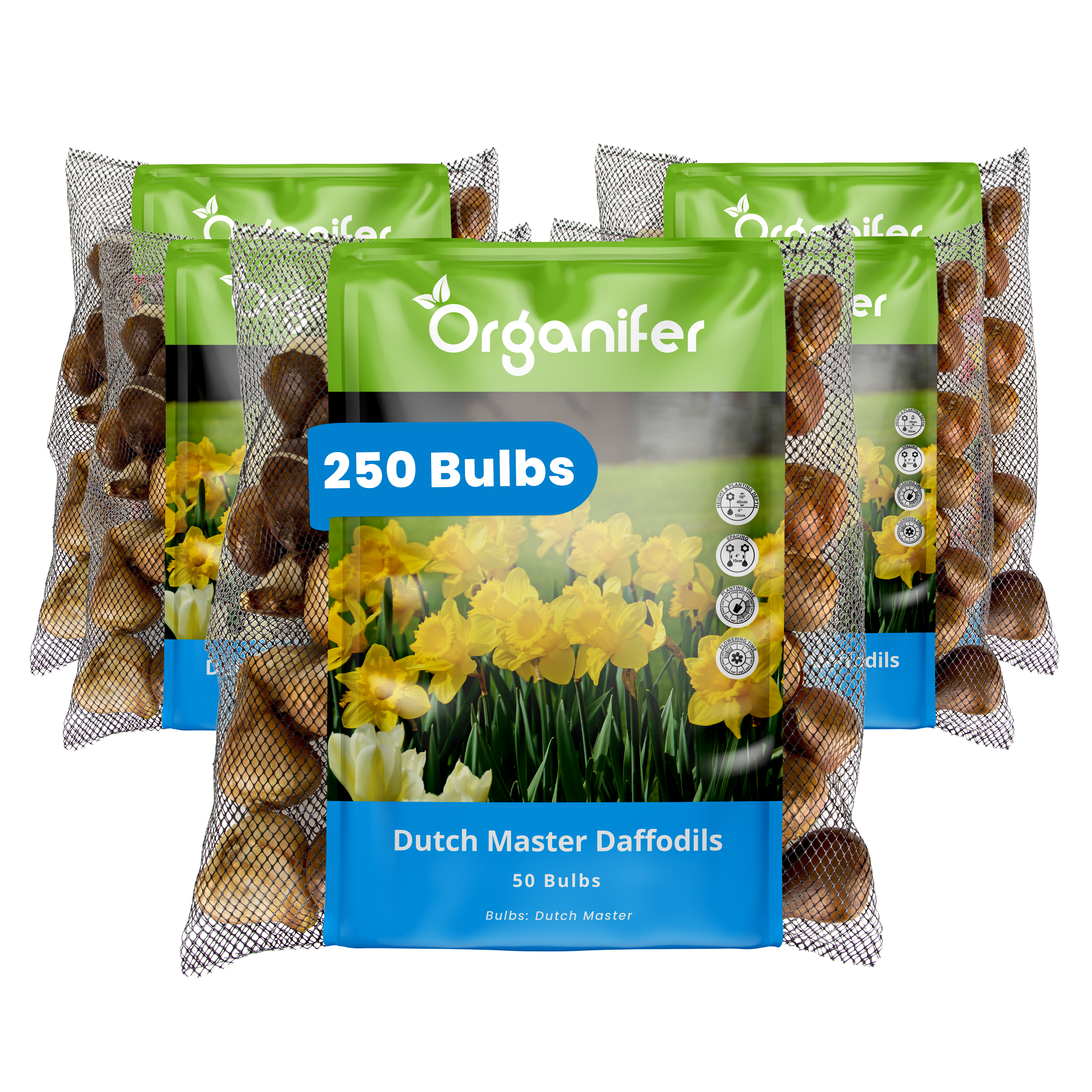 Packaging of Organifer Dutch Master Daffodils bulbs on a white background