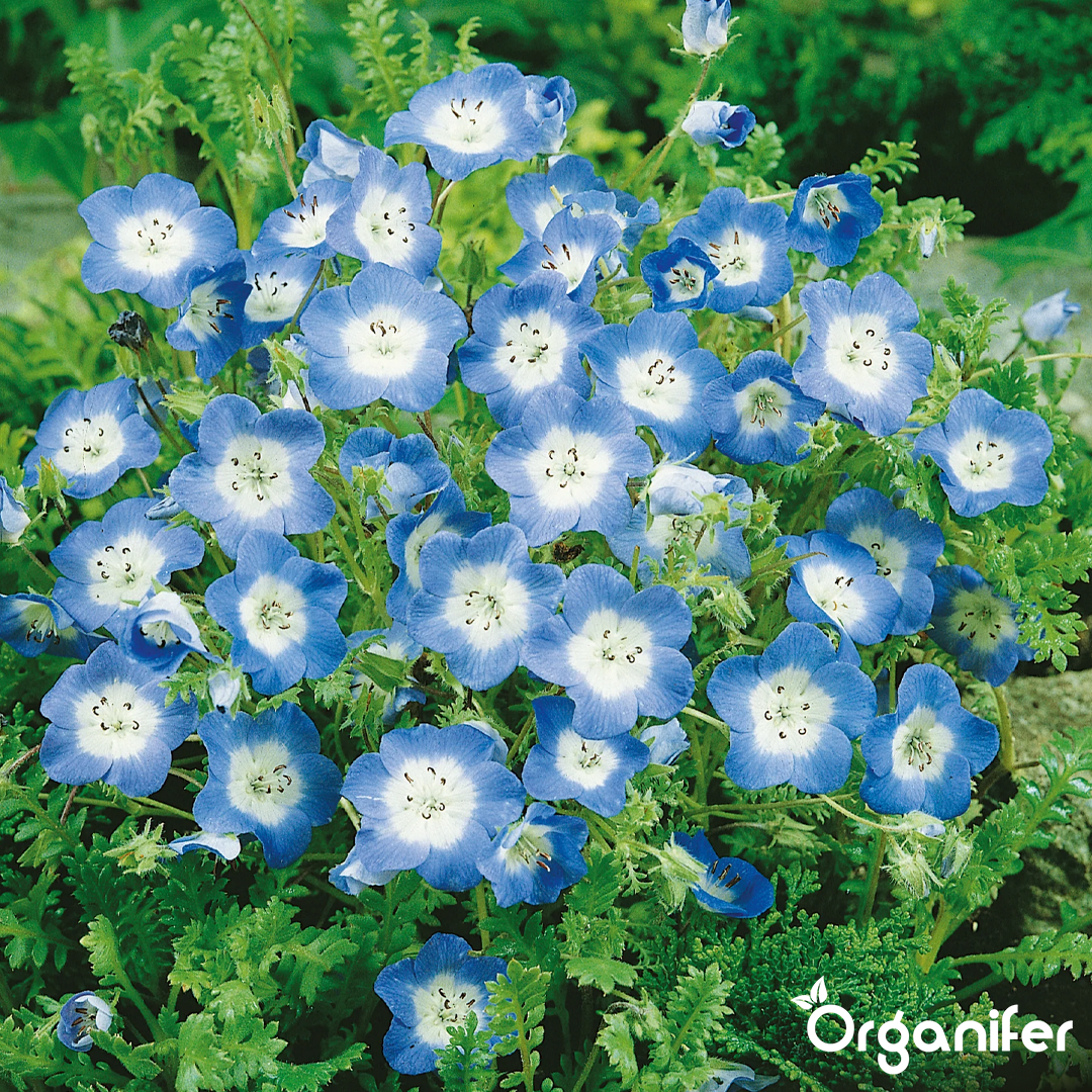 Pastel Blooming Flower Seed Mix 10