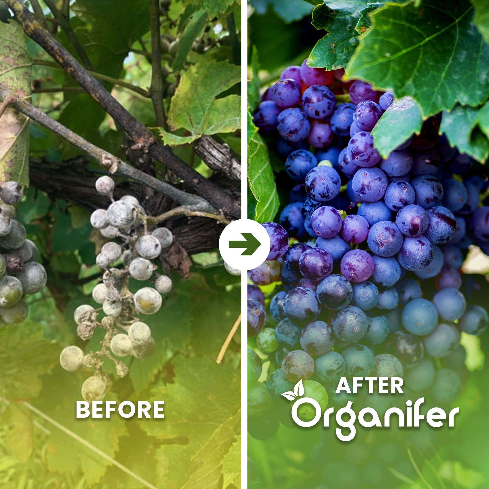 Patentkali Kalimagnesia Fertiliser before after