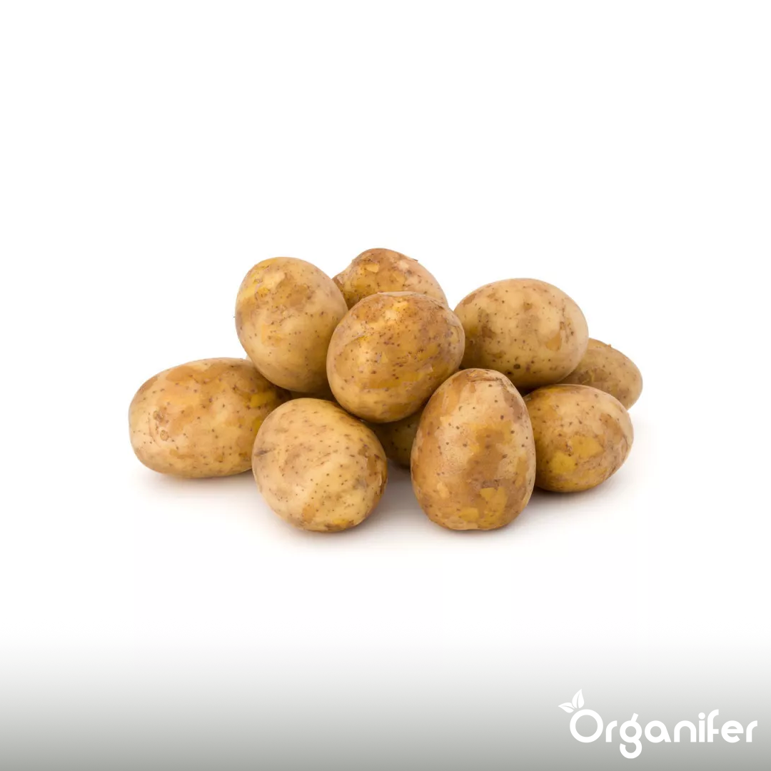 Potato Seeds Agria A 28_35 1