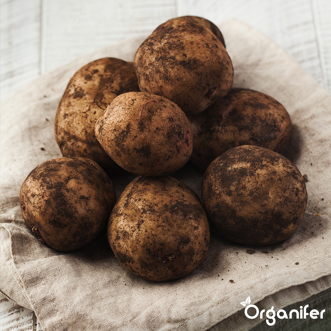 Potato Seeds Bintje A 28_35 7