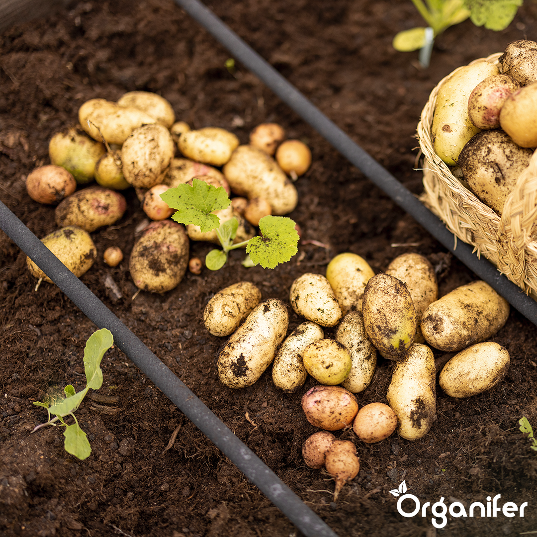 Potato Seeds Package 1