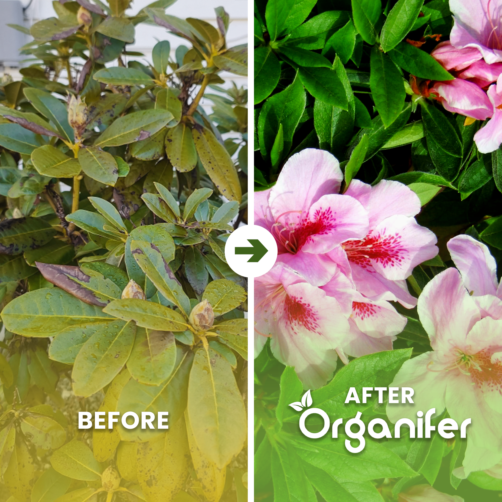 Rhododendron, Hortensia, Azalea & More Acid-Loving Plant Fertiliser All-In-One before after