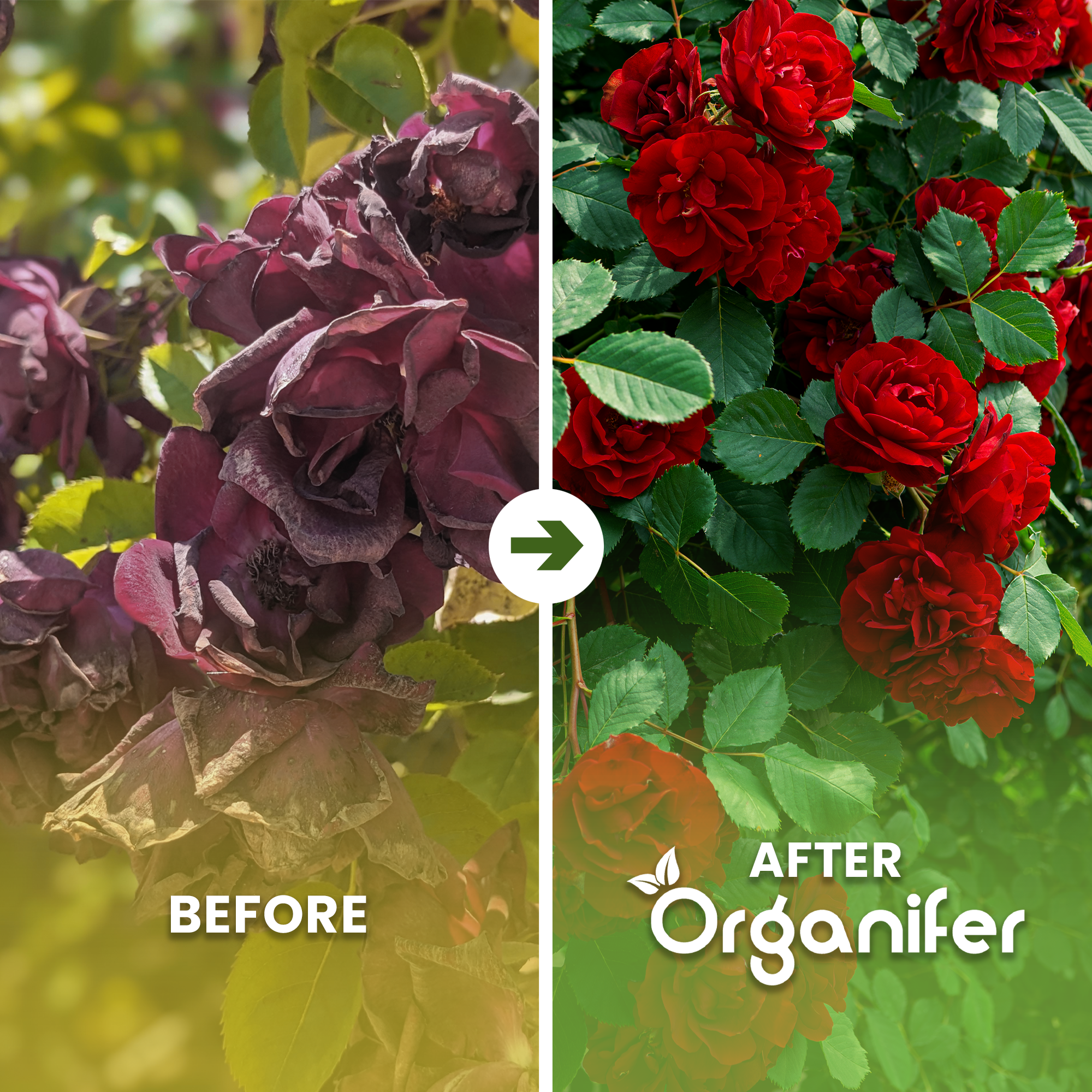 Roses & Flowers Fertiliser All-In-One before after