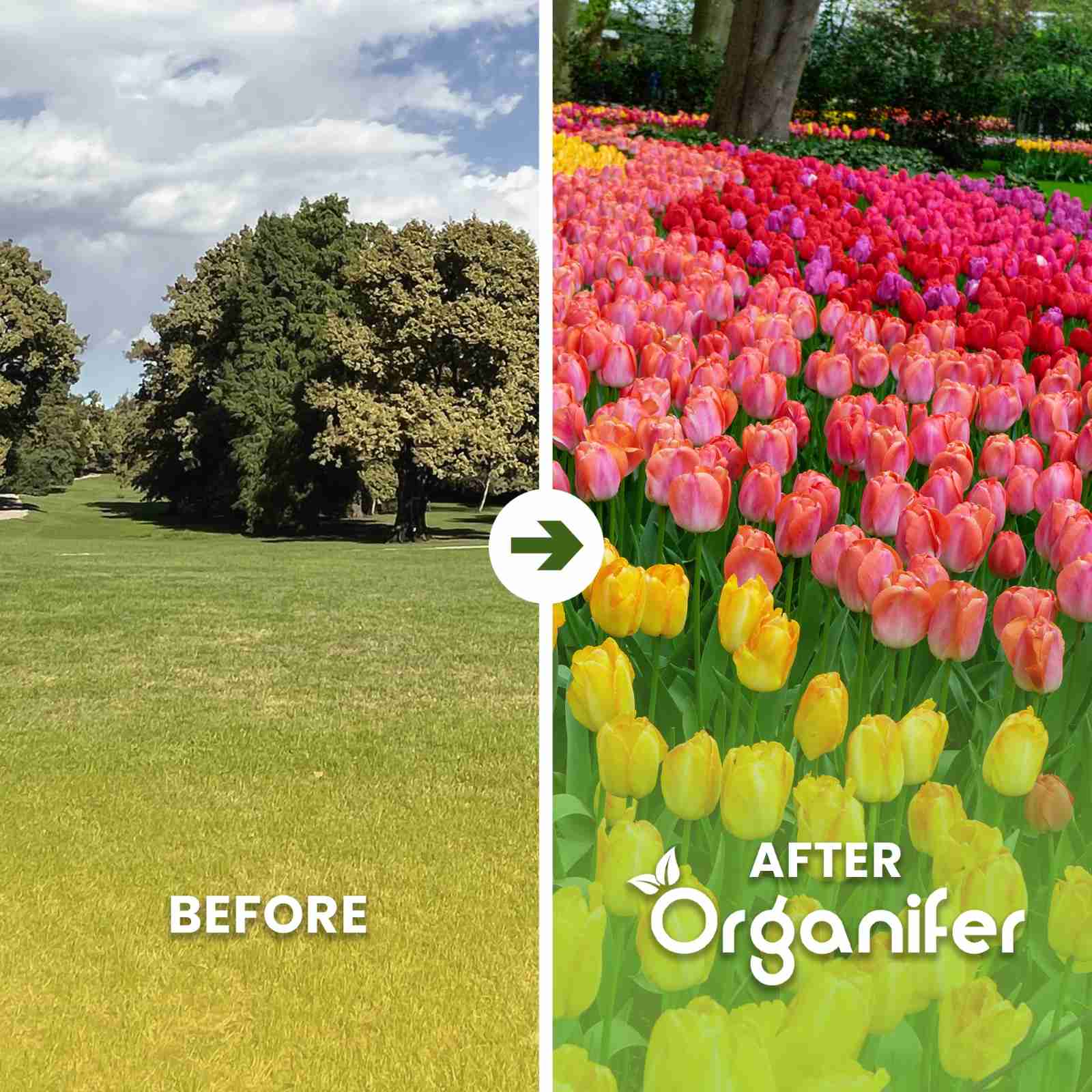 Tulip Bulbs 4 Vibrant Varieties Before After