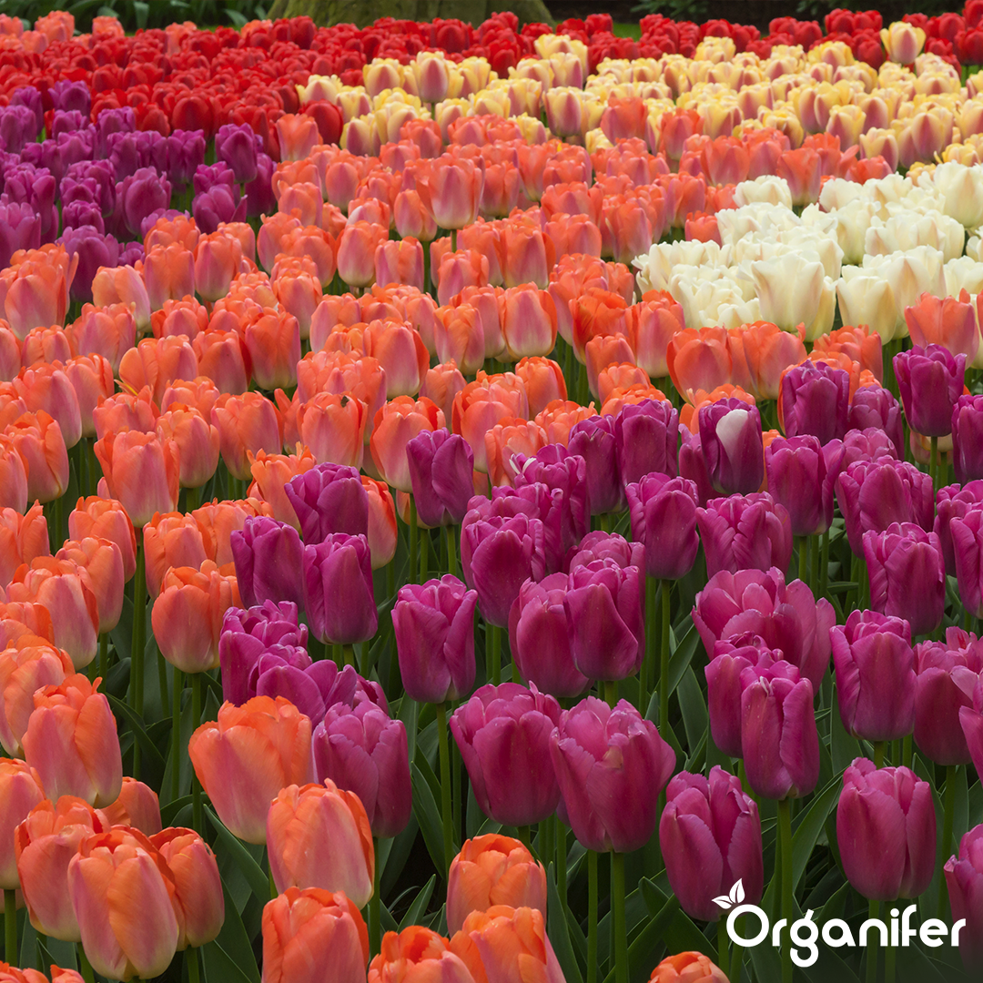 Organifer