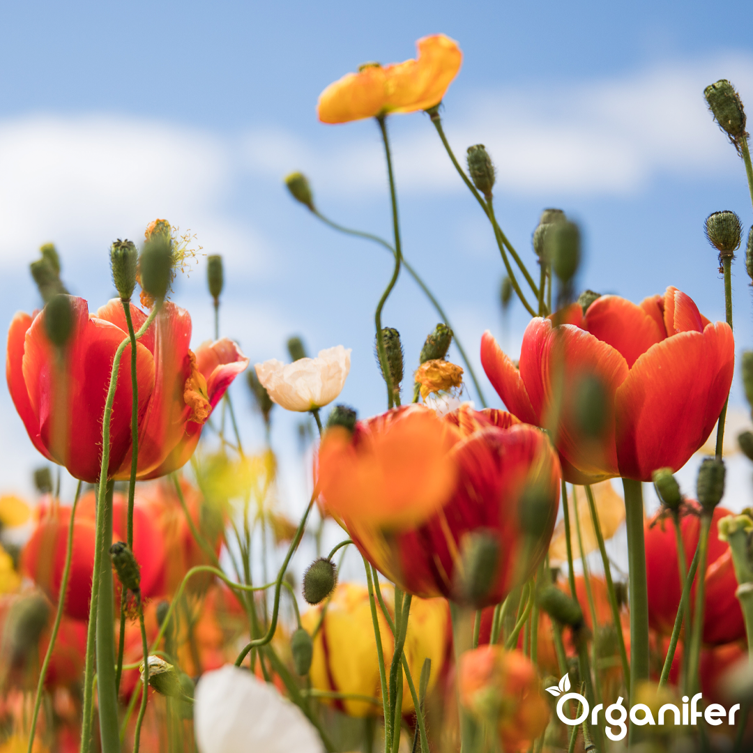 Warm Blooming Flower Seed Mix 5