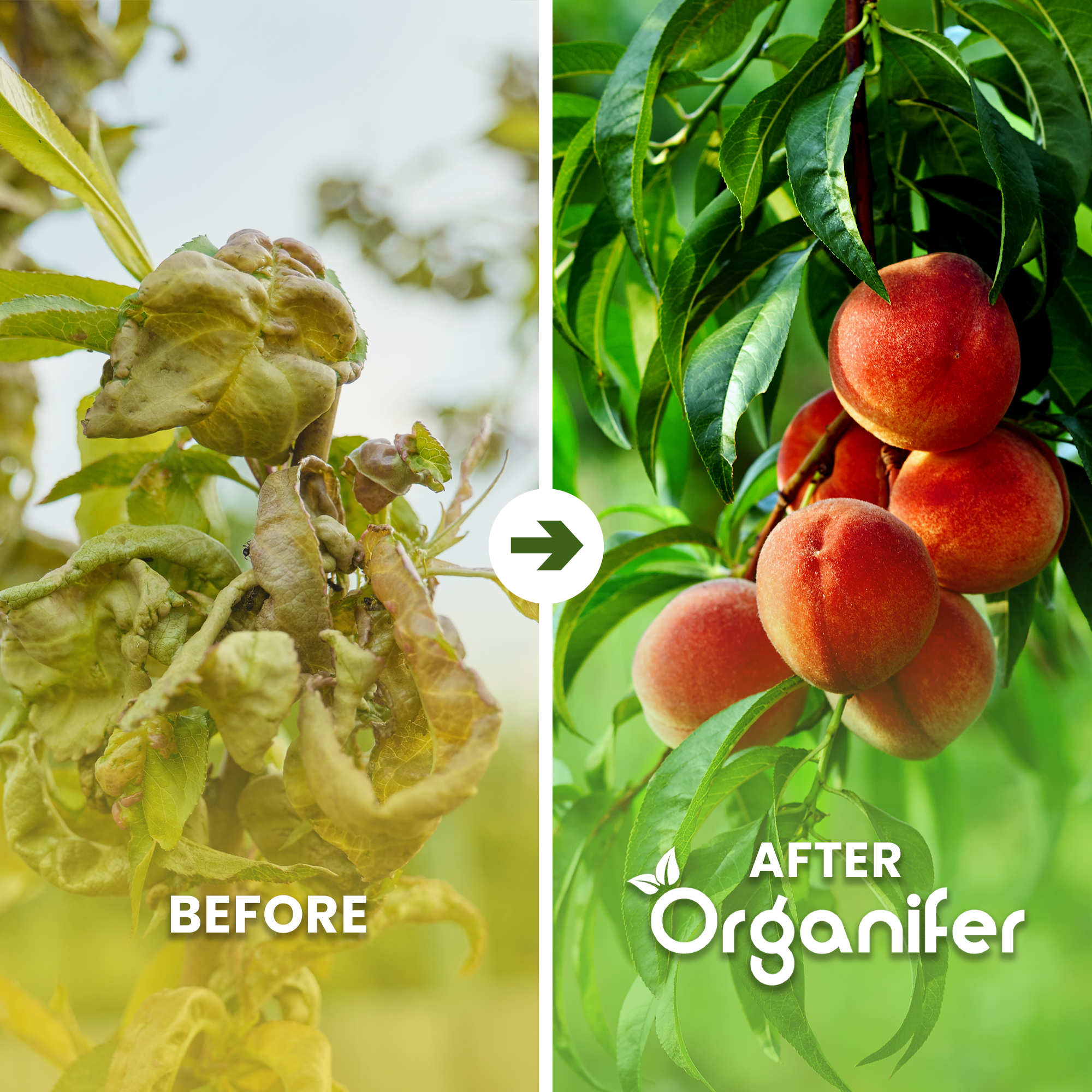 Wool Pellets Organic Fertiliser Before After