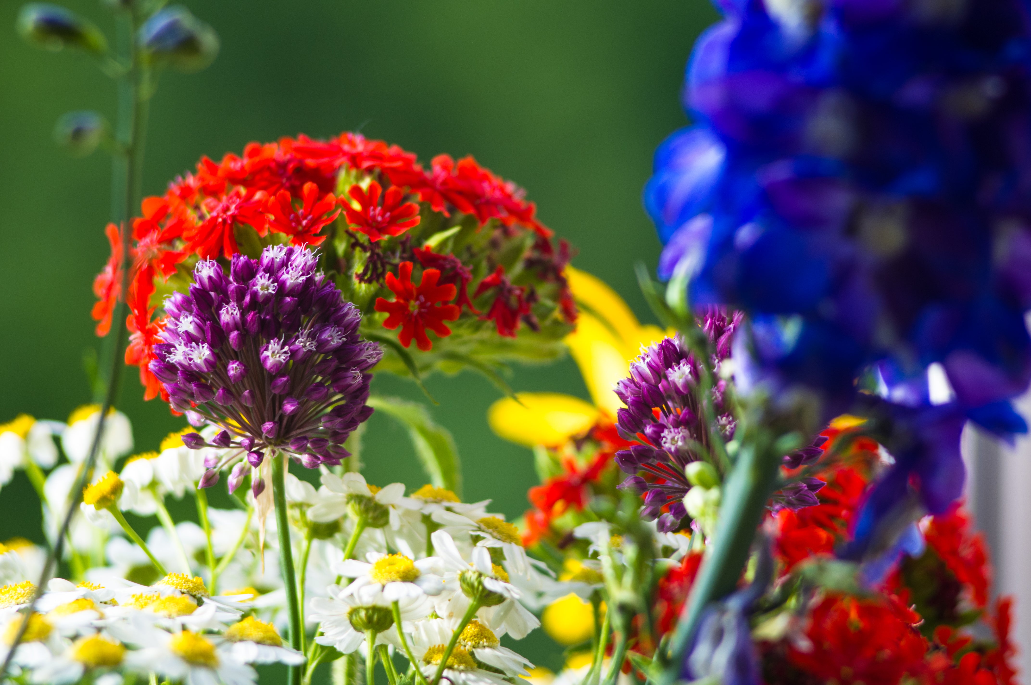 Abundant Bloom & Easy Care