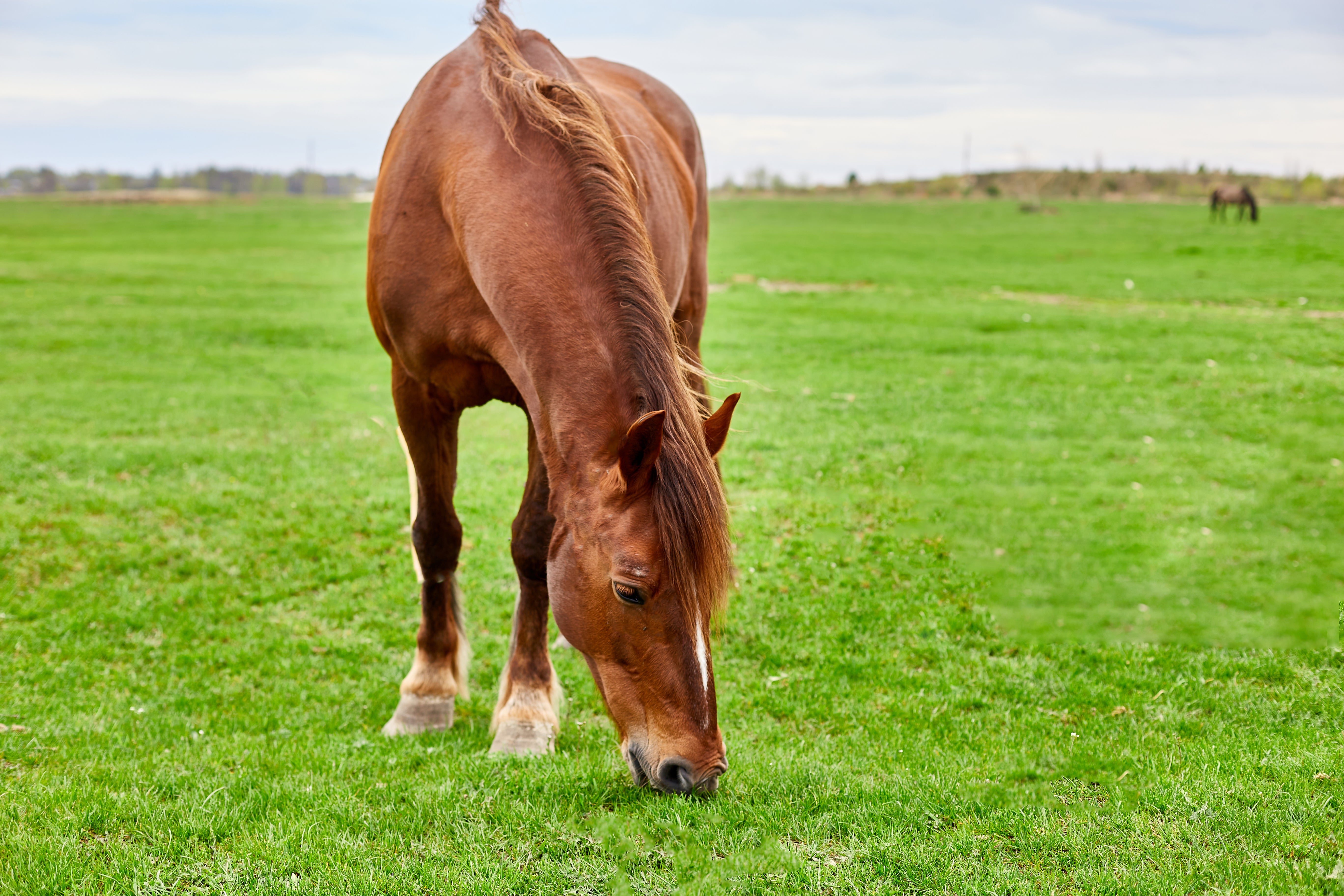 Low Growth Point for Frequent Grazing